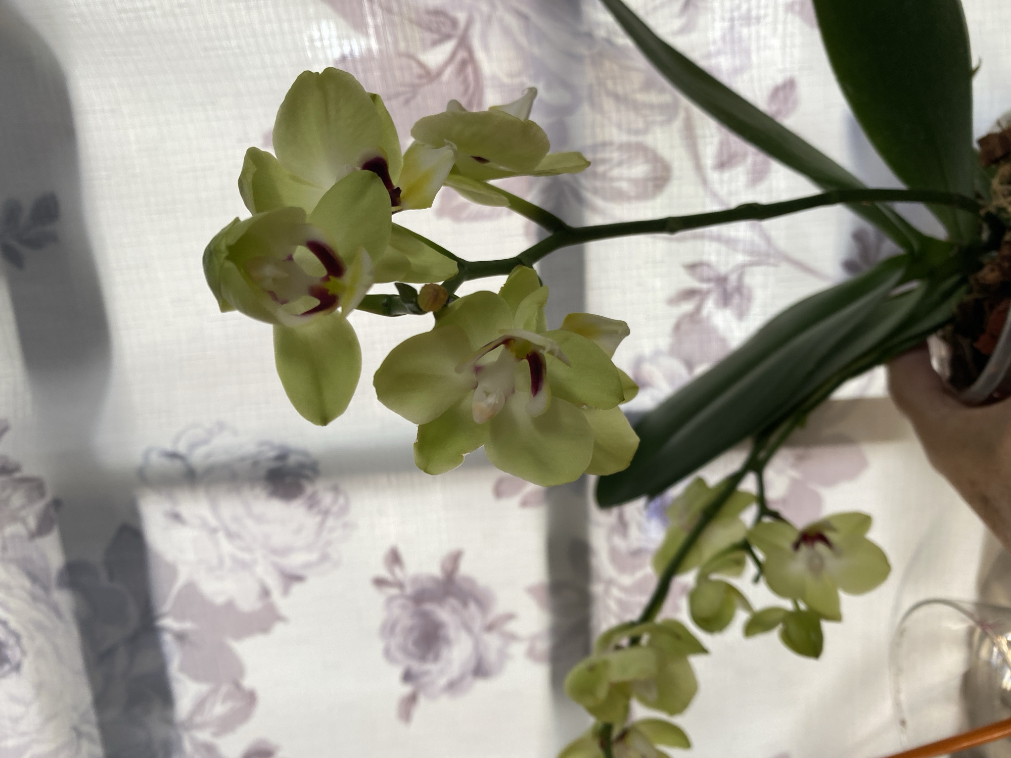 The image shows a close-up of a potted orchid plant with light green flowers and dark red centers, set against a backdrop of floral-patterned curtains. The orchid is in the foreground, with its delicate blossoms and green leaves clearly visible. The curtains in the background feature a soft, muted floral design in shades of purple and grey, creating a gentle contrast with the vibrant green of the orchid. The lighting suggests an indoor setting, possibly near a window, given the brightness and the light filtering through the curtains. The image does not provide any information that would allow for the identification of the city of Miami, United States.