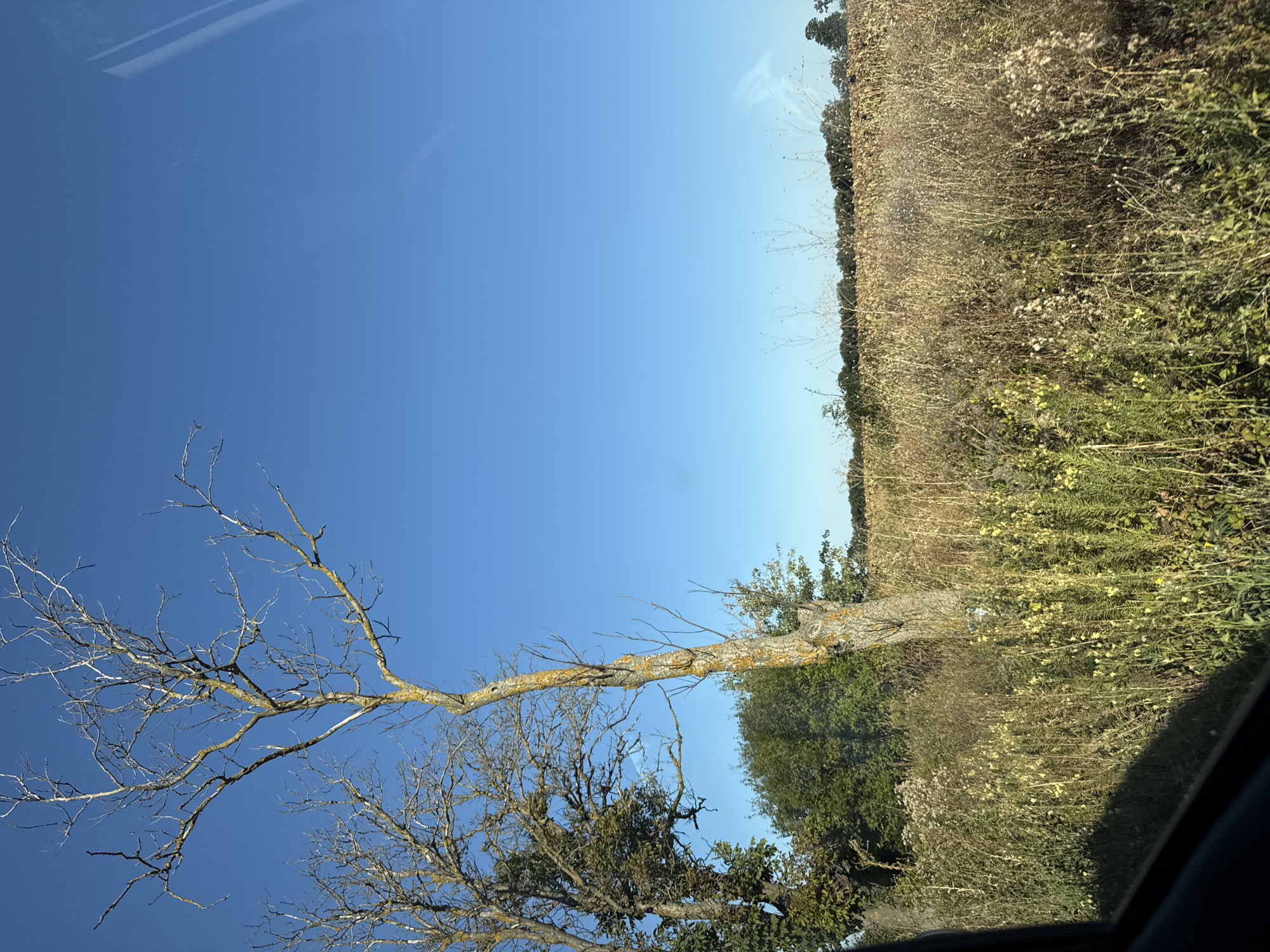 This is a photograph taken from a vehicle, looking out at a rural landscape. The scene depicts a clear, bright blue sky dominating the upper portion of the image. In the foreground on the left, the edge of a dark car window frame is visible, casting a shadow.
The middle ground is characterized by a dry, yellowish-brown field of harvested crops or tall, dried grasses and weeds. Scattered among the taller grasses are some small yellow flowers and fluffy white seed heads. To the left of the field, a cluster of trees and bushes is visible. The trees are varied in foliage, with some appearing lush green and others more sparse.
Dominating the left and center of the mid-ground are two trees. The tree on the left is larger with more foliage, while the tree in the center is more weathered and appears to be dead or dying, with a greyish-brown, textured trunk covered in patches of yellow lichen. Its branches are bare and extend upwards into the sky.
The background consists of a distant line of trees and more fields, suggesting a rural agricultural area. The overall impression is one of a sunny day in a countryside setting, possibly during late summer or early autumn. The location is identified as Prelez, Bulgaria. There are no people or animals visible in the image, and no specific actions or interactions are depicted. The scene is static and natural.
