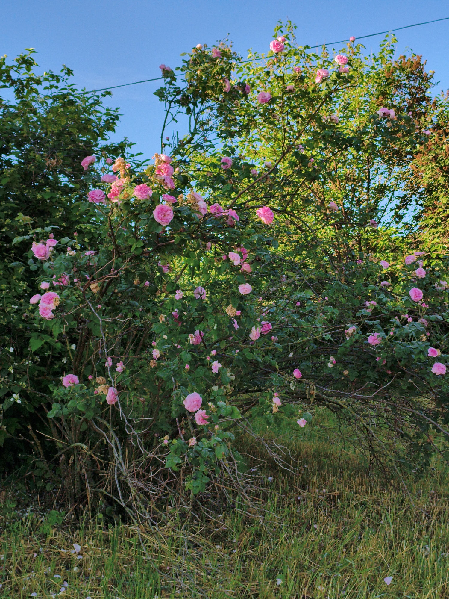 An outdoor, medium shot captures a rose bush in bloom under a clear blue sky in Ustyvytsia, Ukraine. The bush is densely packed with dark green leaves and numerous vibrant pink roses in various stages of bloom, some with fallen petals scattered on the ground. The lower portion of the image shows dry, tall grass and thin, bare branches of the rose bush. A faint power line is visible stretching across the upper portion of the image. The scene is bathed in natural light, suggesting it was taken during the day. There are no people or animals present in the frame.