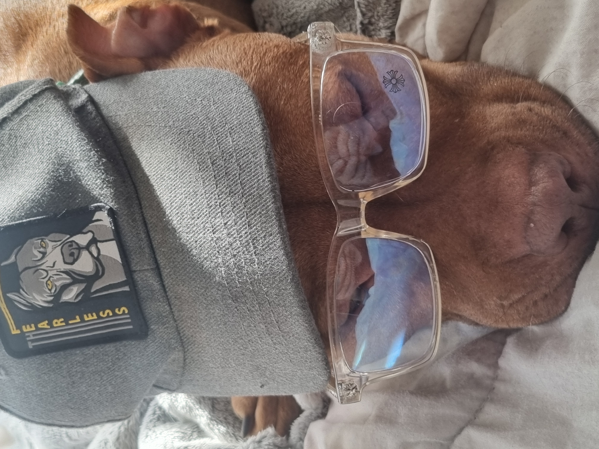 A reddish-brown dog with droopy ears is lying on a white blanket, wearing a gray jacket with a "FEARLESS" patch and clear-framed glasses. The scene appears to be indoors. The location is unknown.