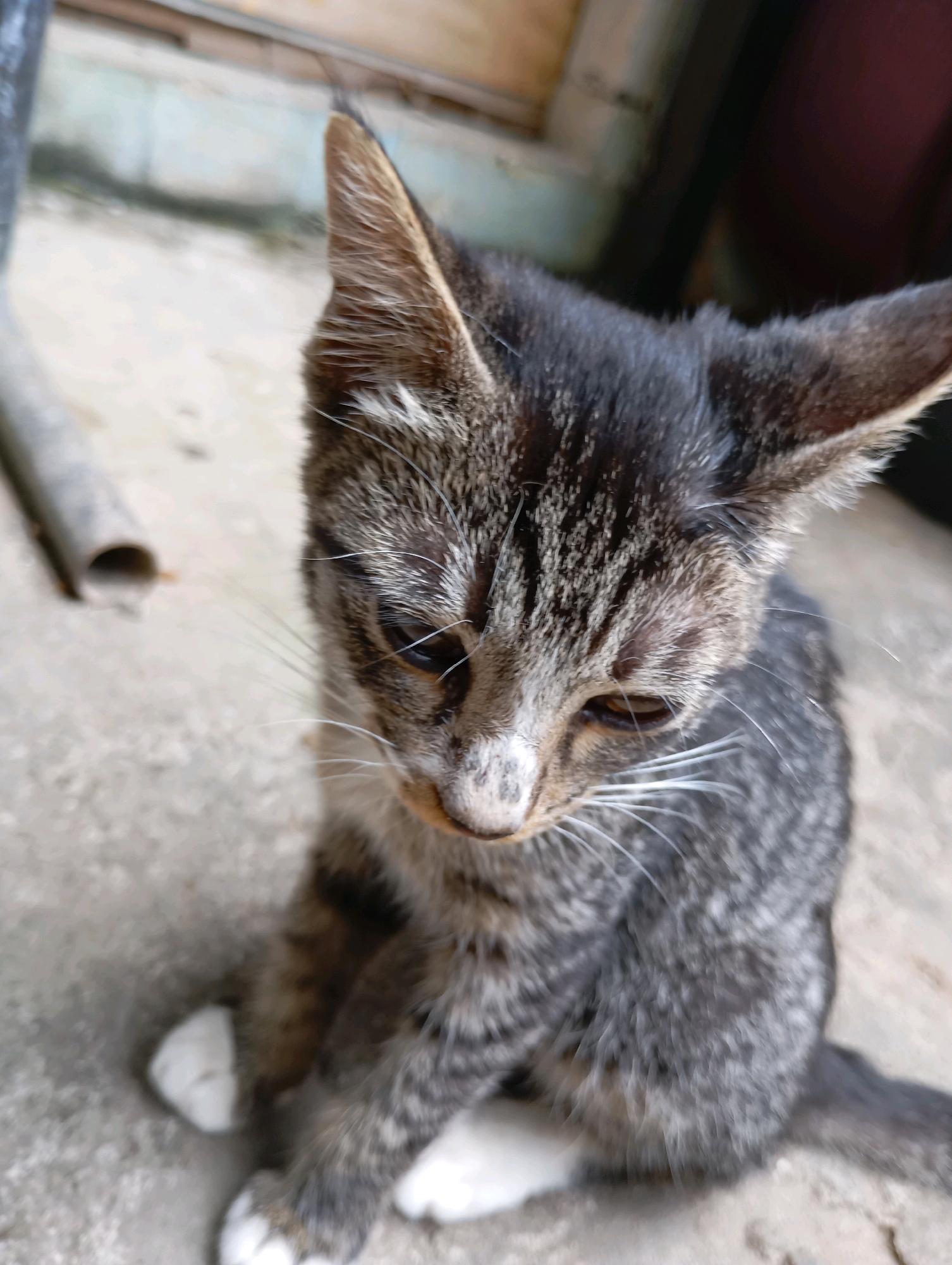 A tabby kitten with white paws sits on a concrete surface outdoors. The kitten is looking down and to the right. In the background, a metal pipe is visible on the left, and a wooden wall or structure is on the right. The scene appears to be in an outdoor area in Balikpapan, Indonesia, likely a yard or alleyway.