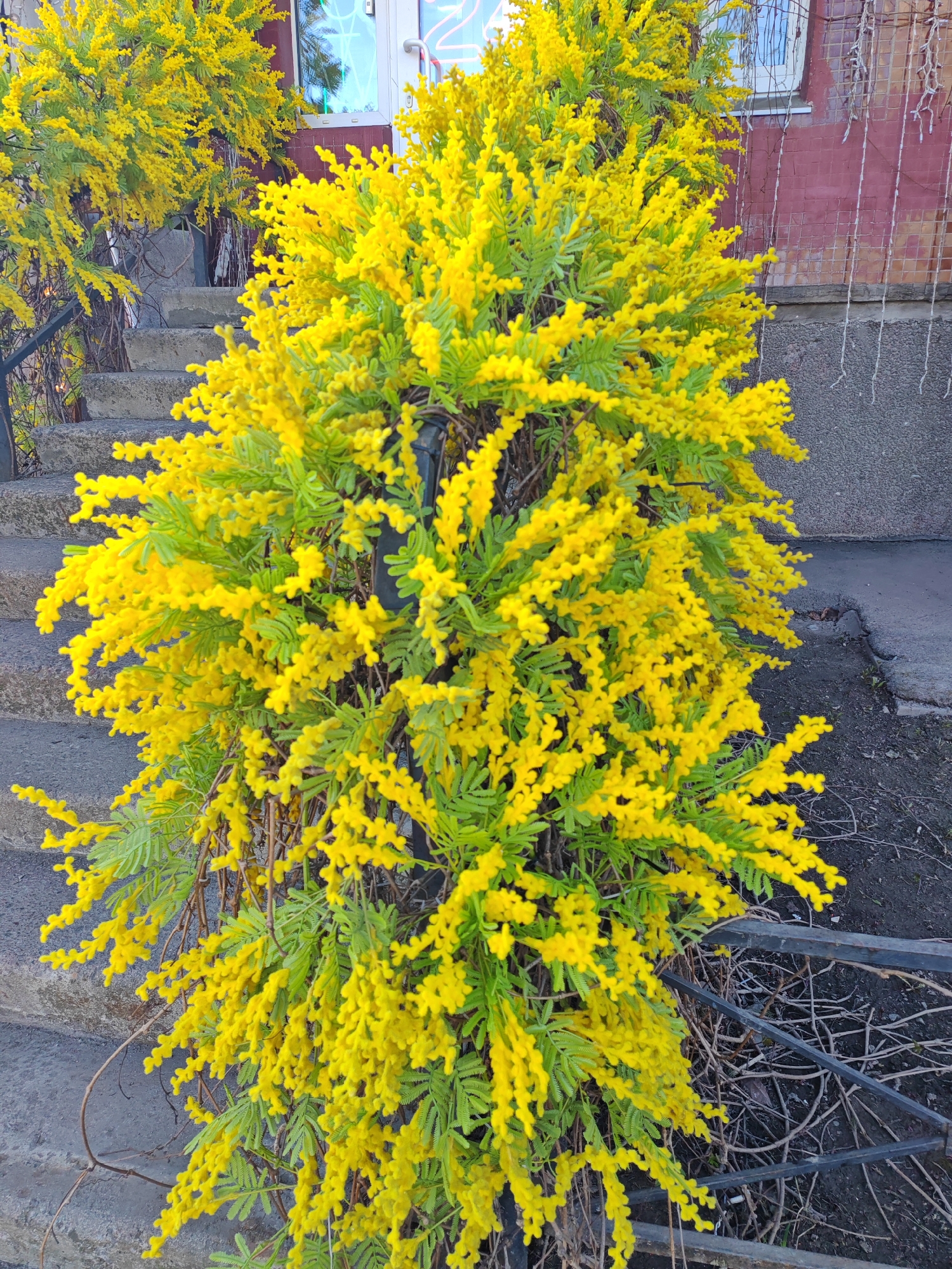 Here is a detailed description of the image:
The image features a bright yellow flowering shrub, possibly a mimosa or similar species, standing prominently in front of a building. The shrub is full and bushy, with vibrant yellow blooms covering most of the plant. Green leaves are visible amidst the yellow flowers.
Behind the shrub, there is a set of concrete stairs with a black metal railing. A second shrub with similar yellow flowers is partially visible on the left side of the image, next to the stairs.
The building in the background has a red brick facade, with a gray concrete base. A door and window are visible on the building. There are also what appear to be decorative lights hanging on the side of the building.
The ground around the plant is mostly bare, with some scattered dirt and dry leaves. The overall setting appears to be an urban or suburban environment.
While the image hints at a location that aligns with some architectural elements seen in Saint Petersburg, Russia (such as the brickwork and concrete), conclusive forensic identification would require additional supporting data and context that is not directly visible within this single image. Therefore, it is difficult to precisely ascertain the location.