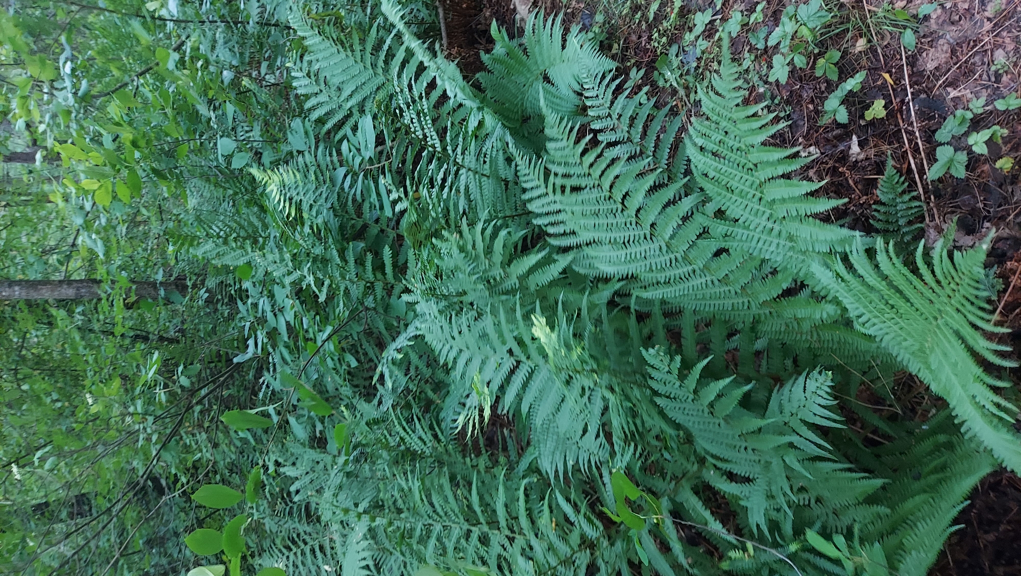 This is a close-up, eye-level photograph of lush, green ferns in a forest environment. The ferns are the dominant element, with their fronds densely packed and overlapping, creating a textured, verdant carpet. Some of the ferns appear larger and more mature, while smaller, younger fronds are also visible. The lighting suggests a shaded area, possibly a forest floor in the city of Мухавецкі сельскі Савет, Belarus. The background is filled with more foliage, including trees and smaller leafy plants, all contributing to a natural, overgrown atmosphere. The ground beneath the ferns is visible in some areas, showing a mixture of dark soil, fallen leaves, and some scattered small green plants. There are no people or animals present in the scene. The overall impression is one of natural abundance and dense vegetation.