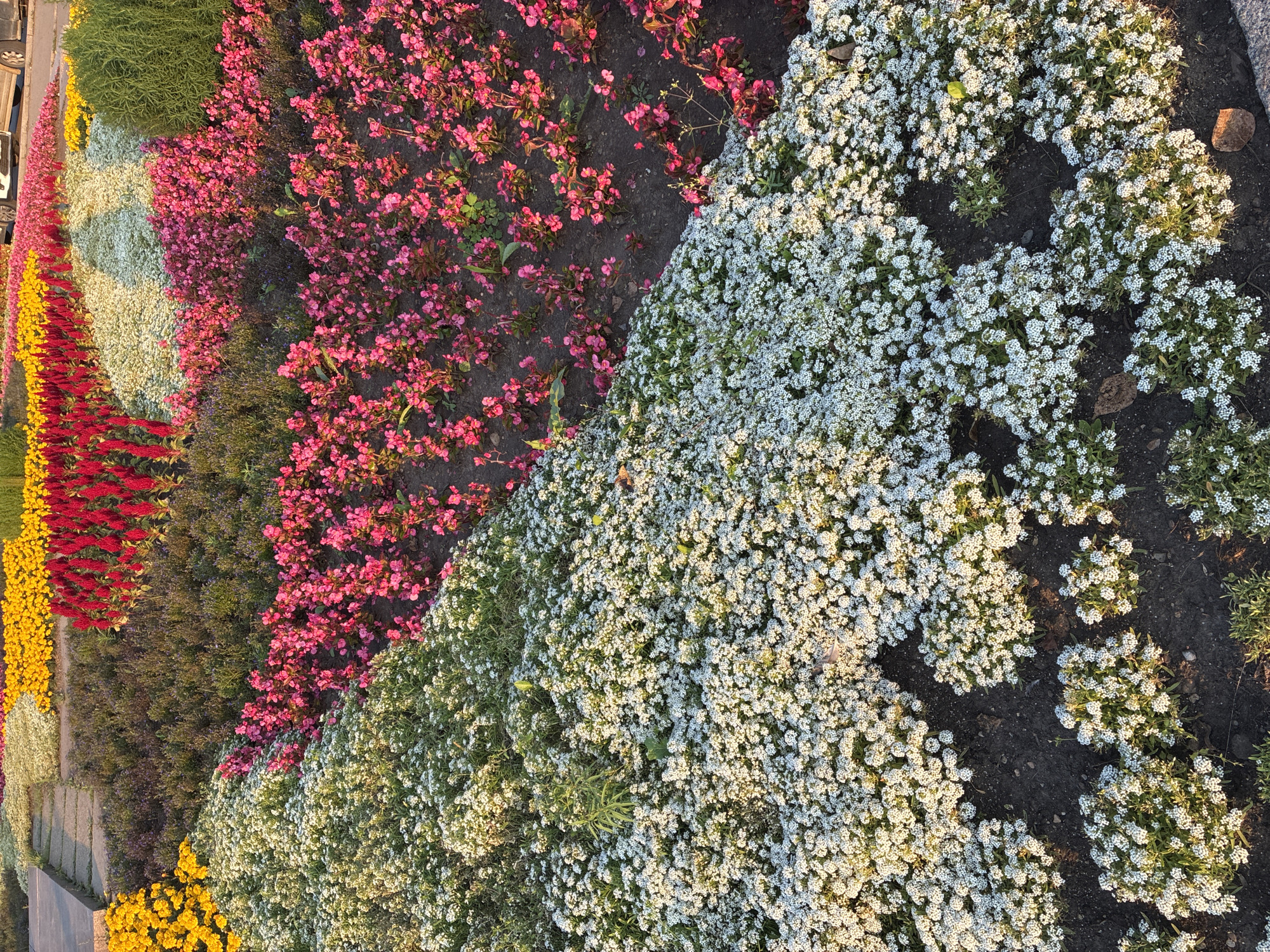 The image displays a vibrant flower bed with a variety of colorful blooms arranged in distinct sections. In the foreground, a dense carpet of small white flowers covers a large portion of the frame, with patches of green foliage peeking through. To the right and slightly behind the white flowers, there is a section of bright pink flowers with smaller individual blooms. Further back, a band of dark green, possibly shrubbery, separates the pink flowers from a row of tall, spiky red flowers. Behind the red flowers, there is a section of yellow flowers, and further back still, a patch of white flowers. The overall scene is one of a well-maintained public garden or park, likely in a city setting, given the presence of a paved pathway and what appears to be a road with vehicles in the background. The lighting suggests it is either early morning or late afternoon, casting long shadows and highlighting the textures of the flowers. The image does not depict any people or specific landmarks that would allow for precise location identification within Irkutsk, Russia.