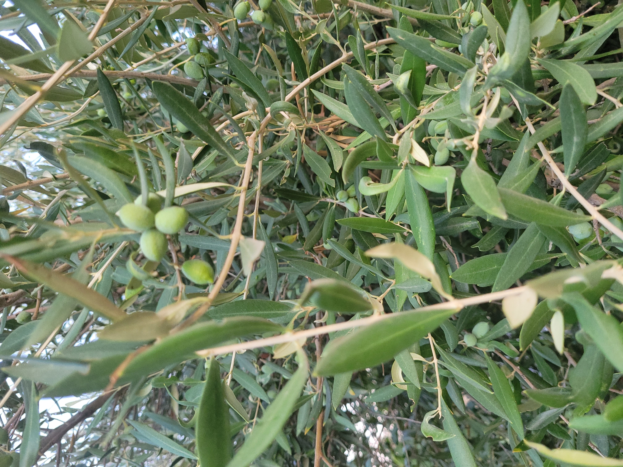 An extreme close-up shot captures an olive tree's branches laden with green olives and leaves. The scene is set in Kolossi, Cyprus, suggesting an agricultural or natural environment. The focus is on the intricate details of the olive tree, with blurred elements in the background indicating depth and perhaps other vegetation or structures. The lighting appears natural, casting soft shadows and highlighting the textures of the leaves and fruit. The image is still, with no discernible movement or human activity.