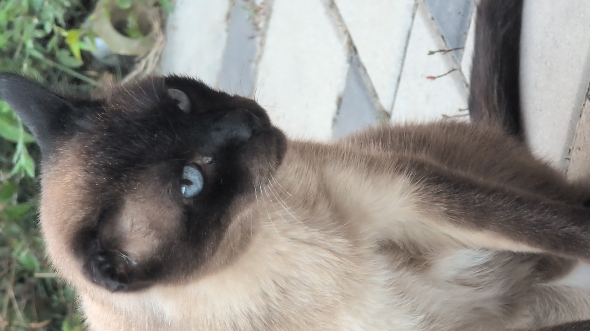 A medium shot photograph shows a Siamese cat with striking blue eyes sitting outdoors on a paved surface. The cat has dark brown fur on its face, ears, and paws, contrasting with its lighter, cream-colored body. Its gaze is directed to the right of the frame. The background consists of out-of-focus green foliage and a patterned stone pathway. The image appears to have been taken in Izmail, Ukraine.