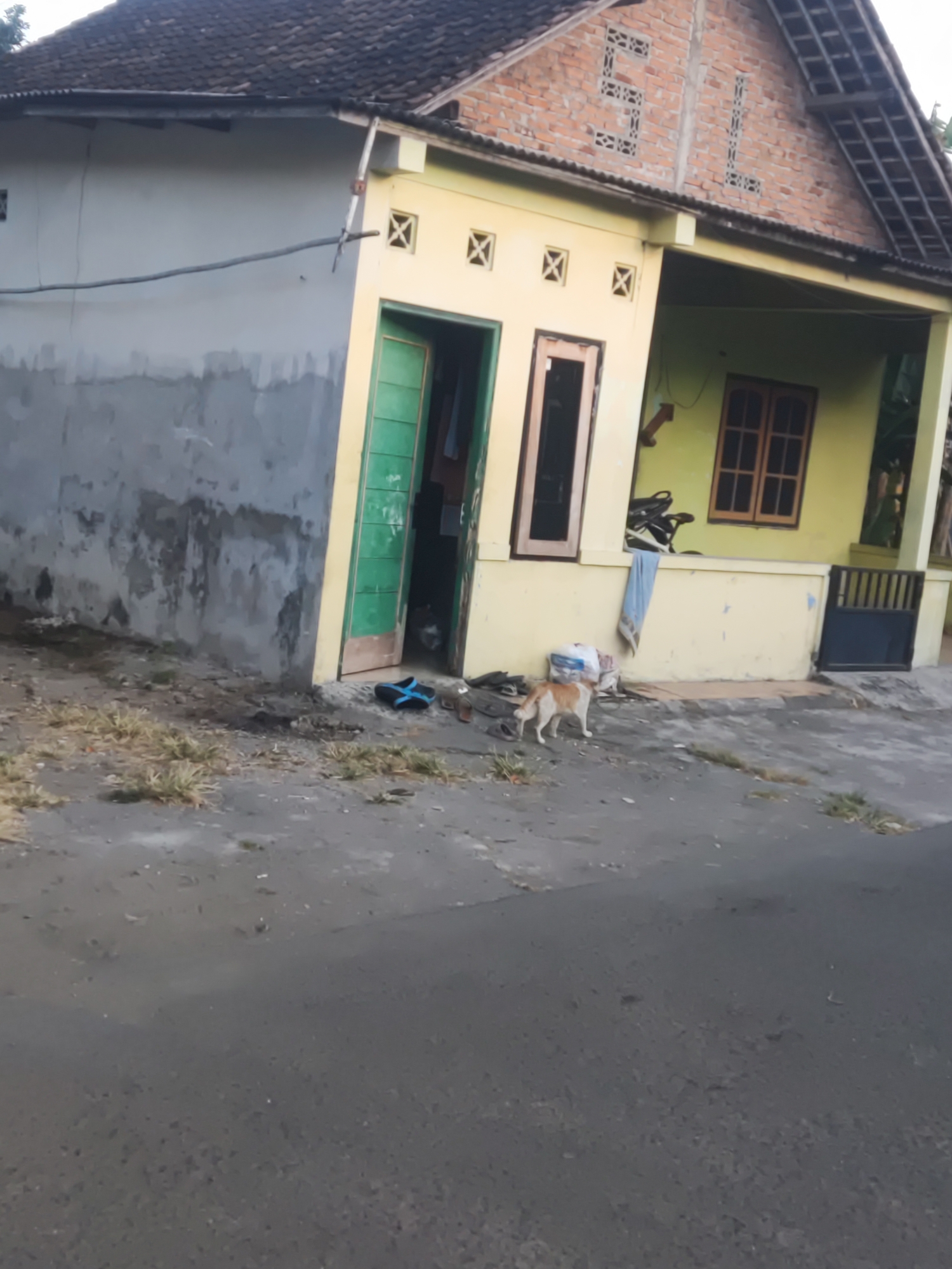 A ginger and white cat is walking on the side of a road in front of a modest, light-yellow house in Trihanggo, Indonesia. The house has a grey concrete wall on the left and a lime-green door and a window with wooden shutters on the right. The roof is made of dark-colored tiles. Several objects are scattered on the ground near the house, including a pair of black flip-flops, a motorcycle, and some bags. The street is paved and appears to be a quiet residential area.