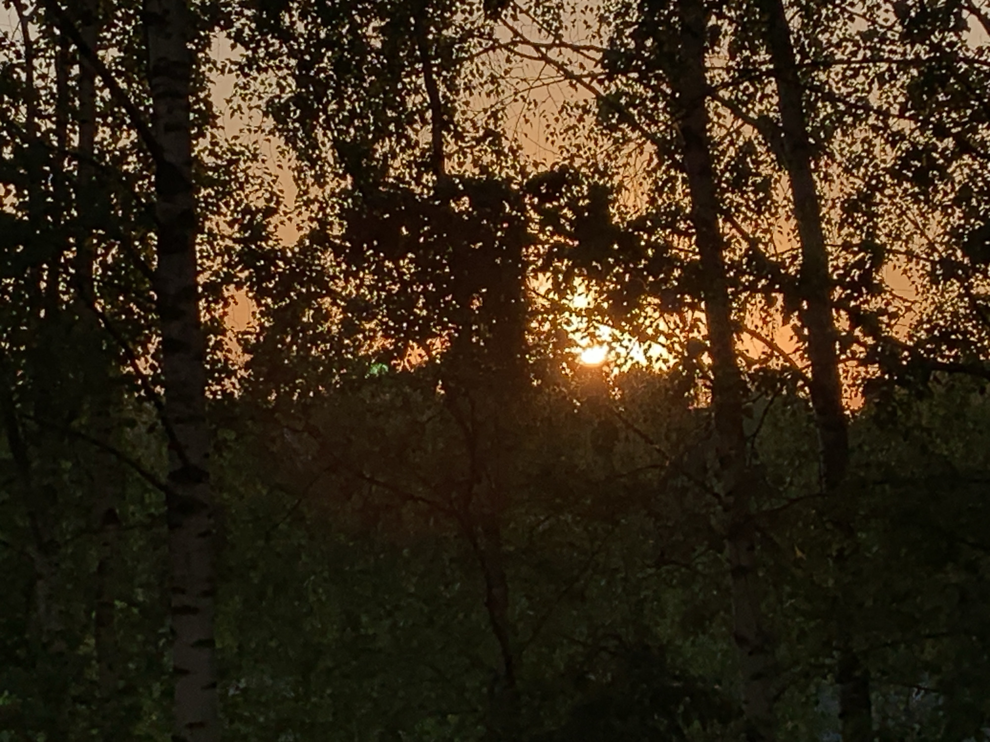The image shows a view of a sunset through a forest of birch trees. The sun is low in the sky, partially obscured by the tree branches and foliage, creating a warm, orange glow. The tree trunks are visible in the foreground, silhouetted against the bright sky. The scene is most likely in a natural area of Chaikovsky, Russia, given the prevalence of birch forests in the region.