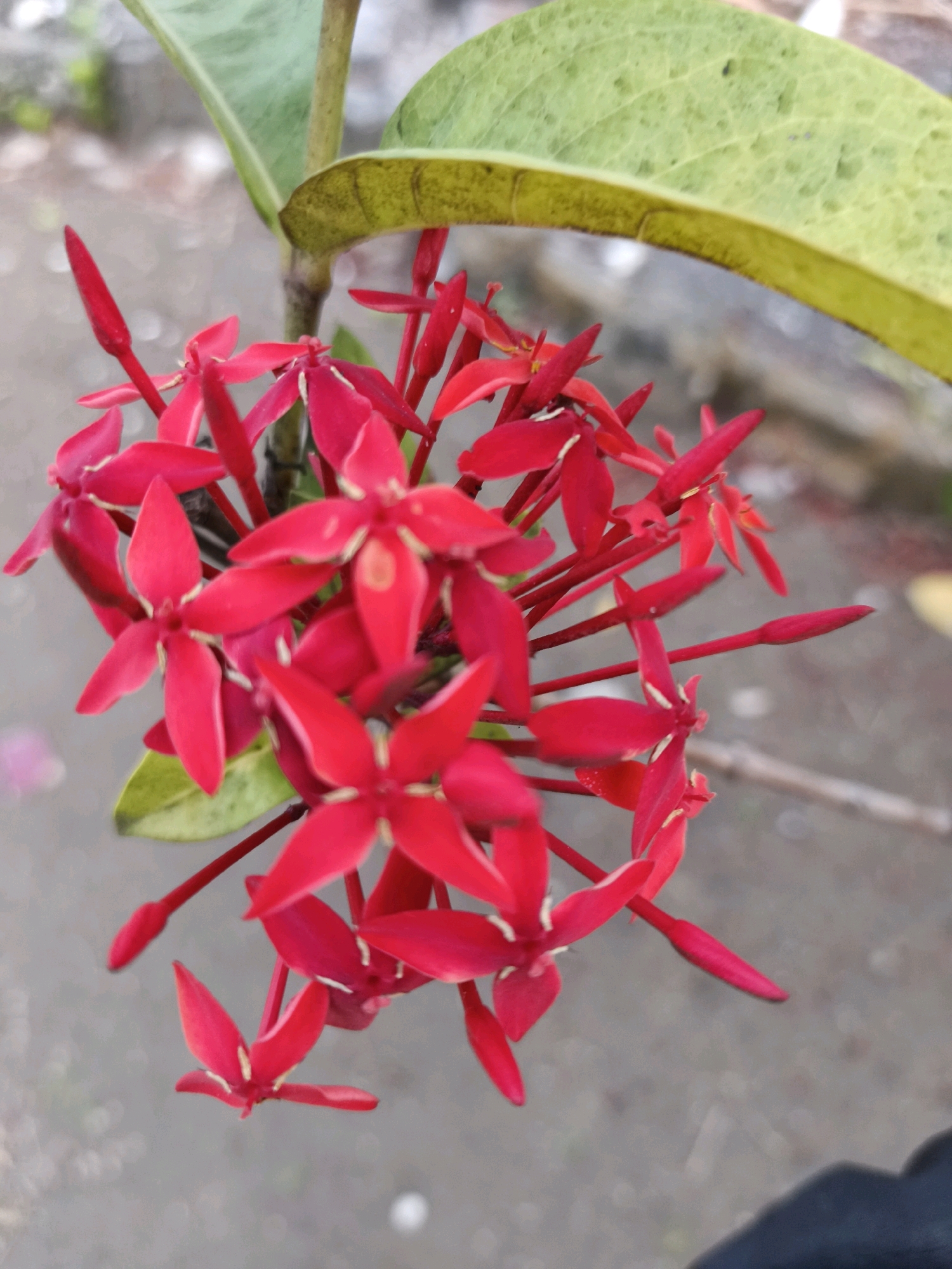 A close-up, vertical, eye-level shot focuses on a cluster of vibrant red Ixora flowers and unopened buds. The flowers have four petals, often arranged in a star-like pattern. The stems are thin and red, supporting the blooms. A large, broad green leaf with yellowing edges arches over the top of the flower cluster. The background is blurred, showing a grey, pebbled ground surface and hints of out-of-focus vegetation. The image appears to be taken outdoors, likely in a garden or natural setting. Based on the provided location of Tombatu Dua, Indonesia, this scene depicts flora commonly found in tropical or subtropical environments.