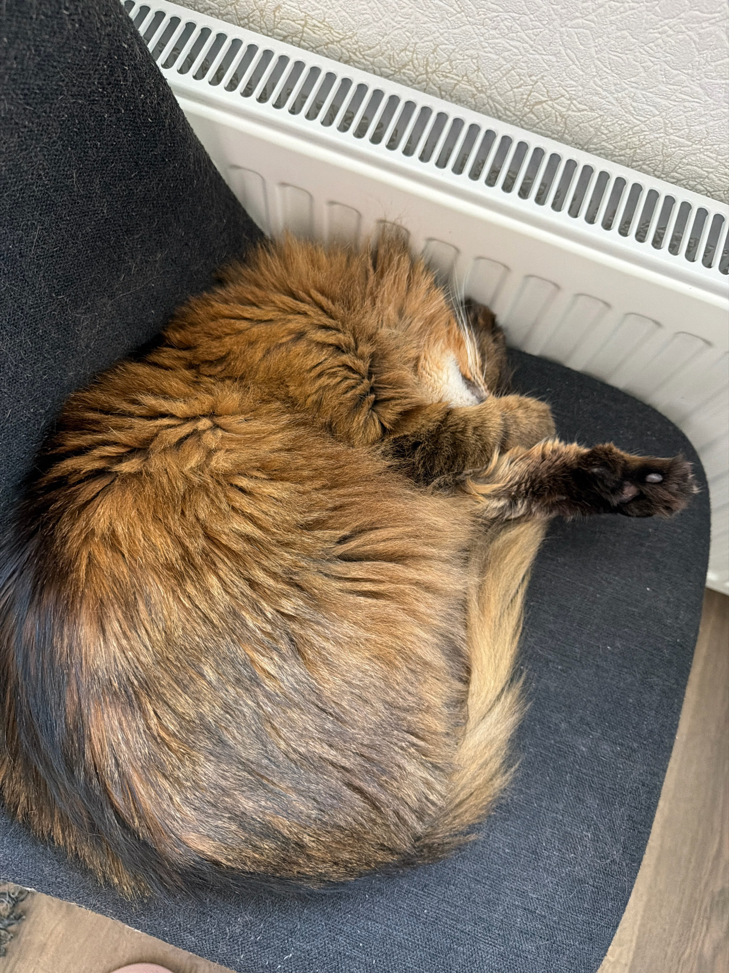 A fluffy cat with long, multi-colored brown and black fur is curled up sleeping on a dark grey fabric chair. The cat's body is tucked into a tight ball, with its head resting on its paws and its tail wrapped around its body. The cat's fur is soft and appears to be shedding, with some loose hairs visible on the chair. A white radiator with horizontal slats is visible behind the cat, against a textured light-colored wall. The floor beneath the chair is a light brown wood. The scene appears to be indoors, possibly in a residential setting. There are no people visible in the image. The city of Kyiv, Ukraine, is not discernible from the image.