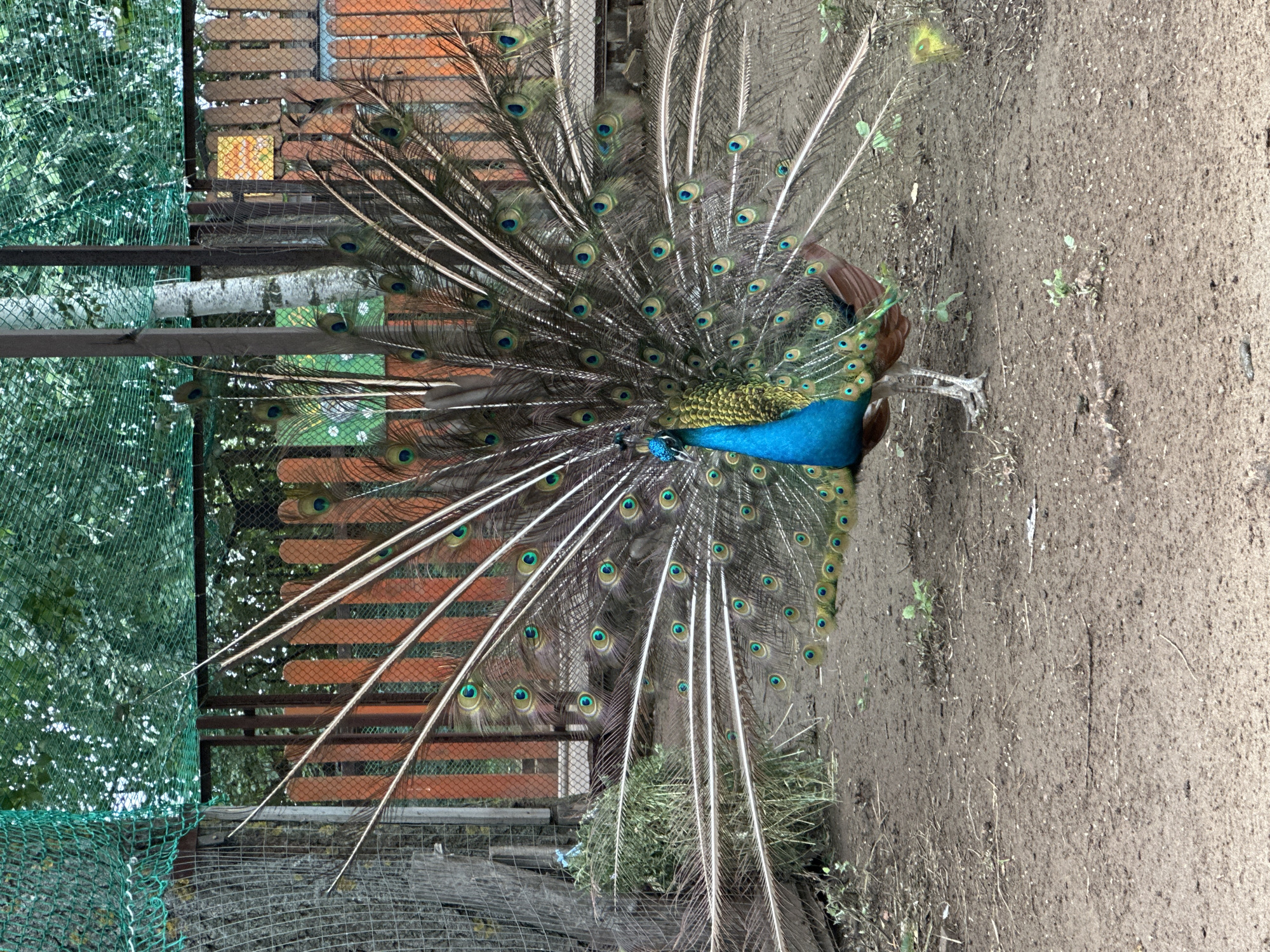 A peacock is displaying its fanned tail feathers. The bird has bright blue and green plumage on its head and chest. Its tail is fanned out in a semi-circle, revealing numerous iridescent "eyes" on each feather. The peacock is standing on a dirt ground with scattered dry grass and small green sprouts.
In the background, there is a wooden fence with orange planks and a wire mesh fence. Behind the wooden fence, lush green trees and foliage are visible, suggesting an outdoor setting, possibly a zoo or an aviary. The lighting suggests it is daytime. The peacock's posture and fanned tail indicate a courtship display or a territorial show of dominance. No text is visible in the image.