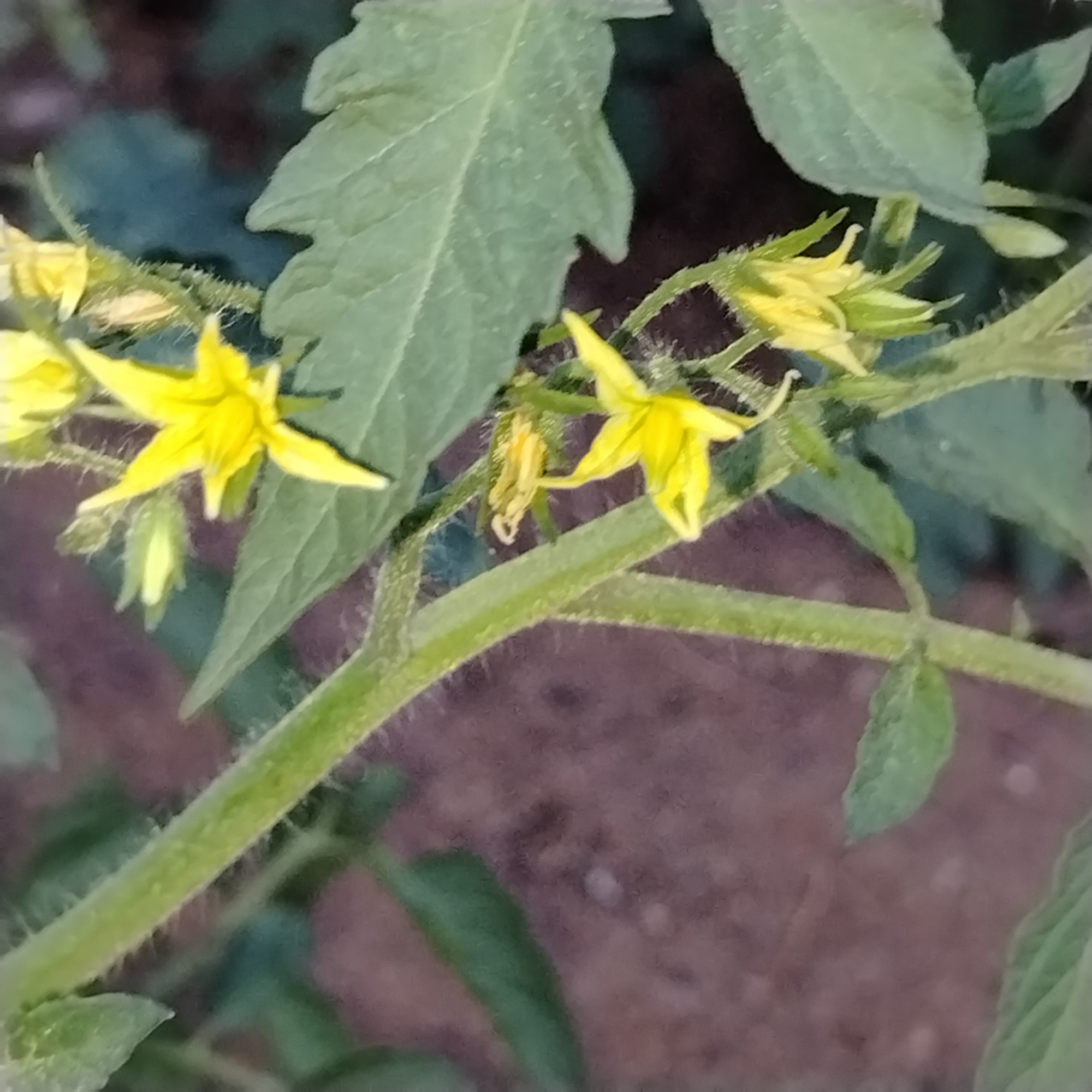 A close-up, outdoor, natural light photograph shows several bright yellow, star-shaped flowers and green leaves of a plant, likely a tomato plant, with a blurred background of soil and foliage. The plant's stem is thick and green, covered in fine, white hairs. The flowers have five pointed petals and a dark center. Some of the flowers are in full bloom, while others appear to be buds. The leaves are large and serrated. The soil in the background is dark brown and appears to be dry and possibly rocky. The image is taken from a low angle, looking up at the plant.