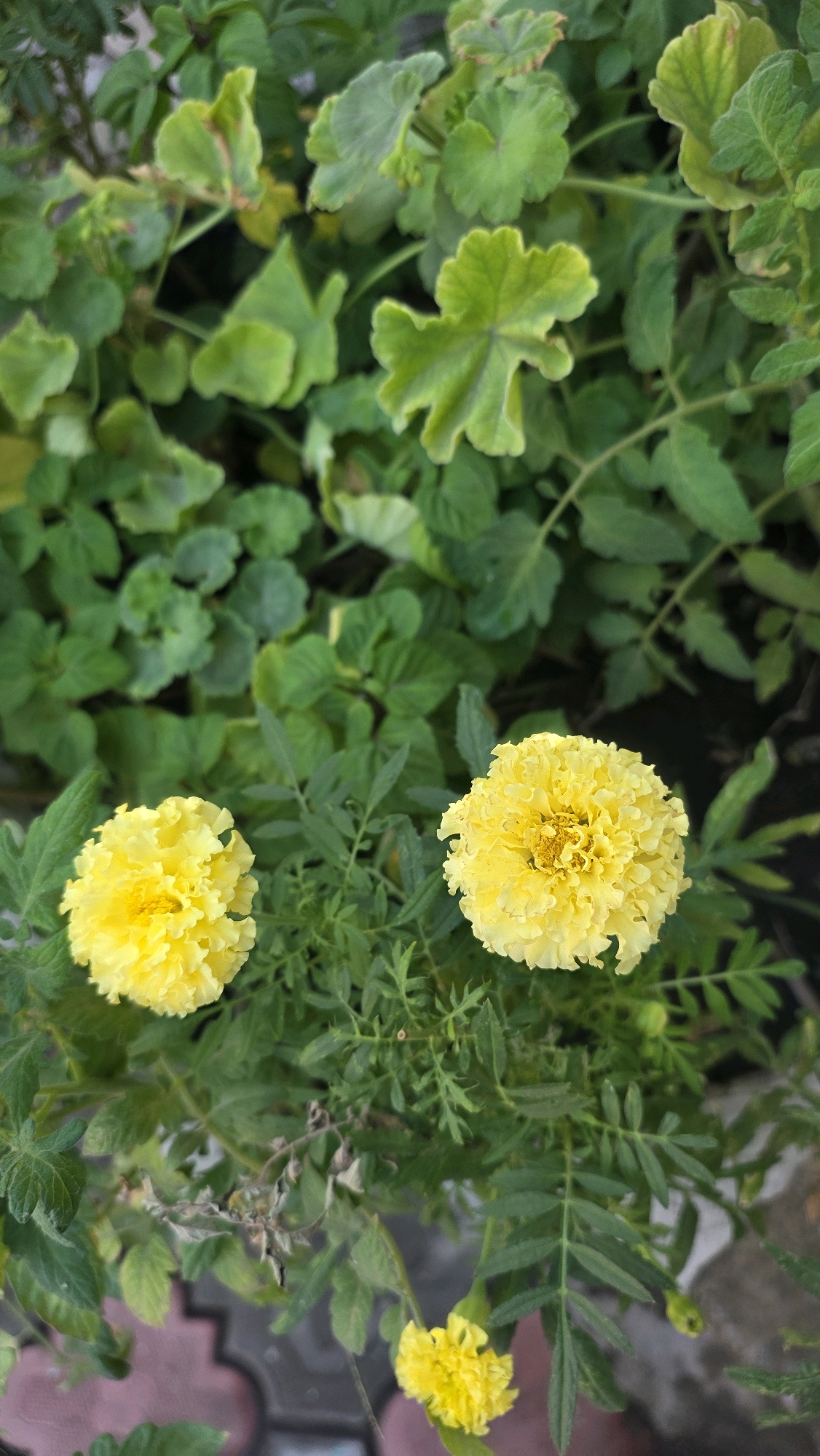 Two bright yellow marigold flowers are in the foreground of the image, set against a backdrop of lush green foliage. The flowers are fully bloomed, with ruffled petals and a visible center of stamen. The leaves of the marigolds are finely cut and feathery, contrasting with the broader, lobed leaves of other plants in the background. The overall scene suggests a garden setting. The image does not provide any specific indicators of its location within Tokmok City, Kyrgyzstan.