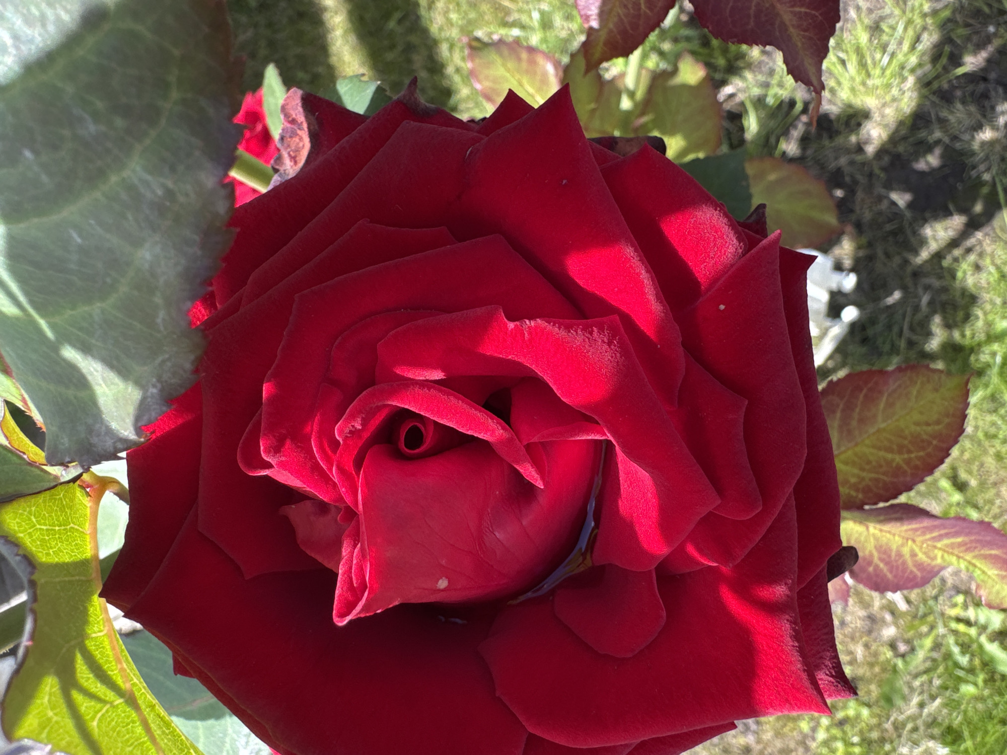A close-up, overhead shot captures a vibrant red rose in full bloom, its petals unfurling with intricate detail. A small amount of water rests in the center of the bloom. The rose is surrounded by green leaves, some of which show hints of red along the edges. The background is a slightly blurred grassy area, suggesting an outdoor setting. Shadows are cast across the scene, indicating the presence of sunlight. The overall impression is one of natural beauty and detail. The image is tagged with "Земледелец-90 Спк, Russia", suggesting the photograph was taken in this location. No people or specific actions are depicted.