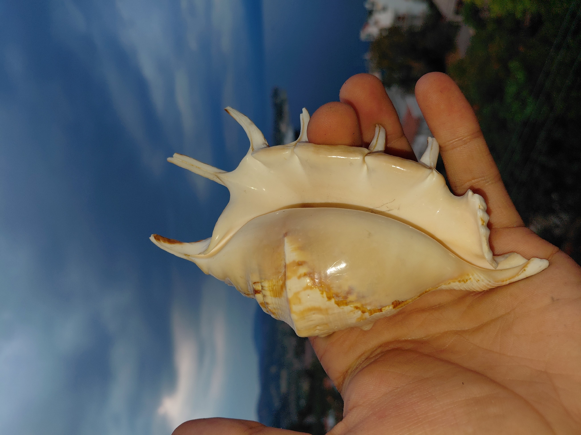 A close-up, eye-level shot shows a person's hand holding a large, ornate seashell against a blurred background of a coastal city and a dark, cloudy sky. The seashell is predominantly cream-colored with some light brown markings on its spiral portion. It has distinct, finger-like projections extending from its outer edge. The hand, with visible skin texture and lines, cradles the seashell. In the background, the hazy outlines of buildings and trees suggest an urban or semi-urban coastal setting. The sky above is filled with dark, dramatic clouds, hinting at impending weather or a storm. The scene appears to be captured outdoors, with the lighting suggesting it could be late afternoon or early evening. The location is identified as Municipal Unit of Aegio, Greece, which is a coastal region known for its scenic views.
