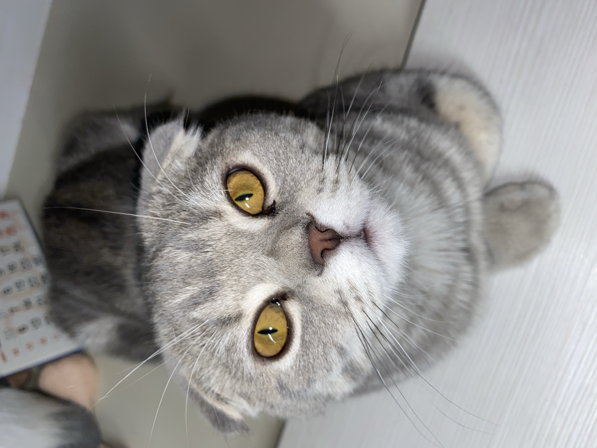A gray, tabby-striped Scottish Fold cat with yellow eyes is viewed close-up from below, its head tilted upward. The cat's fur is predominantly gray with darker gray stripes. It has a pink nose and white whiskers. A blurry calendar is slightly visible in the lower-left corner, and the background appears to be a light-colored surface, possibly a floor or table. The location and city are unknown.