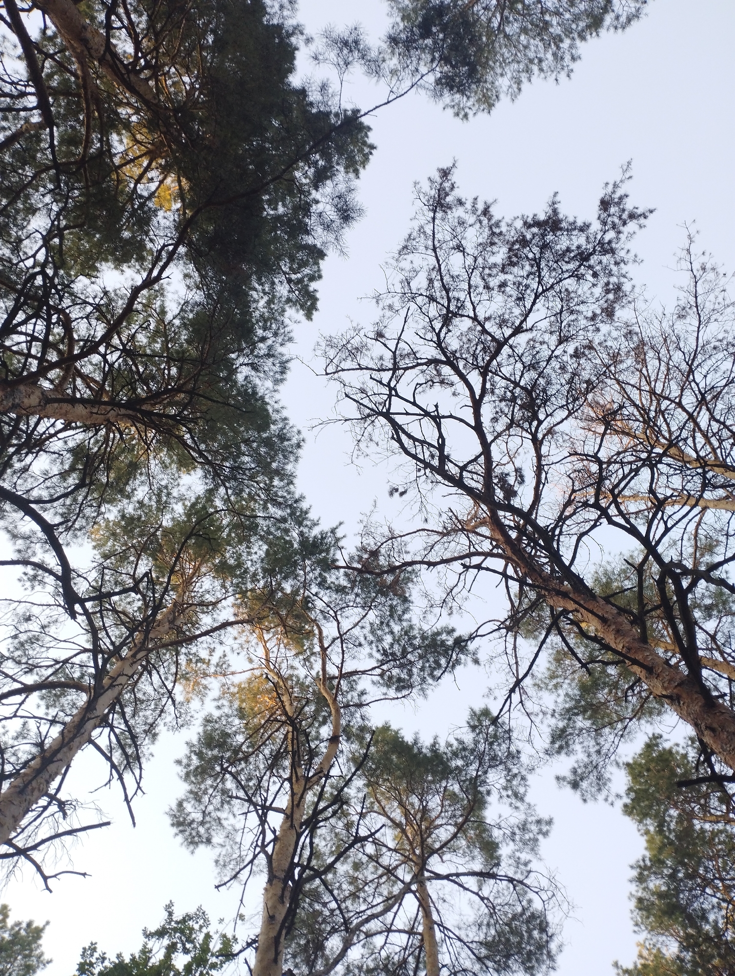 This is a low-angle shot looking up at pine trees in Sosny, Russia. The image captures the dense canopy of the trees against a pale sky. Sunlight filters through the branches, illuminating some of the needles and bark with a warm, golden hue. The trees are tall and slender, with many branches creating a complex, interlacing pattern. The overall impression is one of being in a forest, with the sky visible only in patches through the foliage.