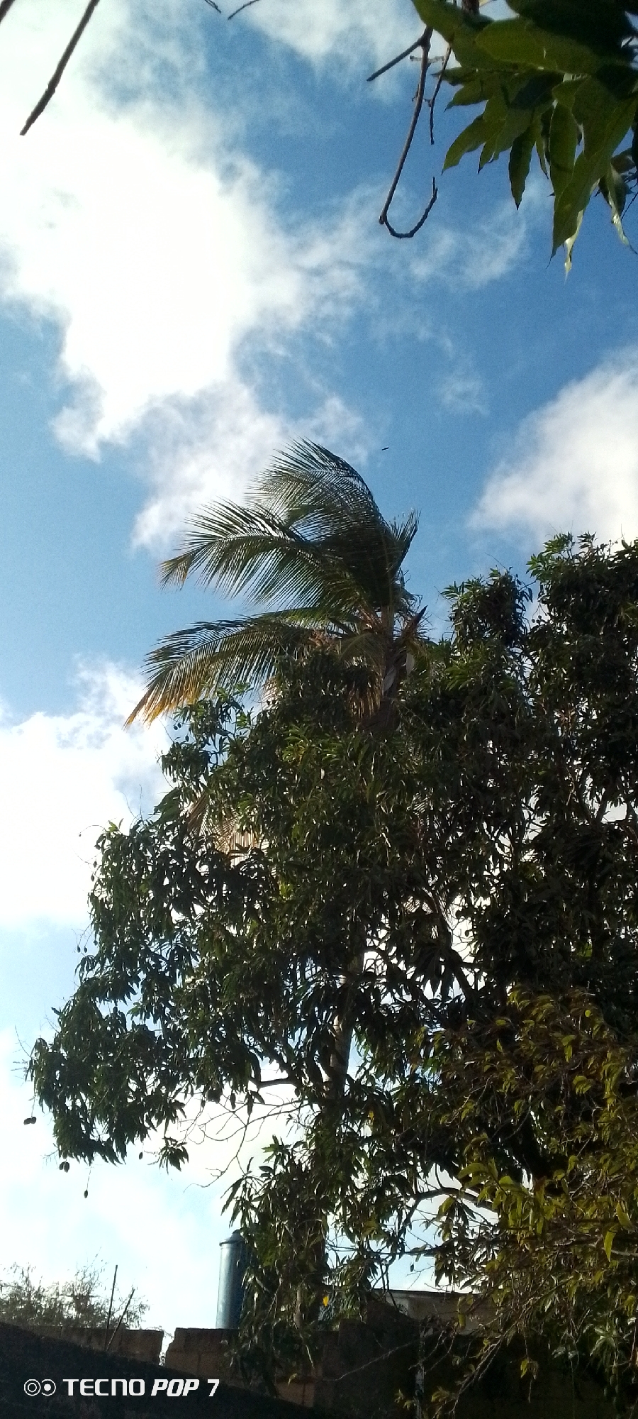 The image depicts a partially obscured view of the sky in Altagracia, Venezuela. The sky is blue with scattered white clouds. A palm tree is visible in the center, with its fronds appearing windblown. In the foreground, there is a large tree with dense green foliage. At the bottom left of the image, partial architectural elements are visible, possibly a wall or roof. The "TECNO POP 7" watermark is present at the very bottom of the image.
