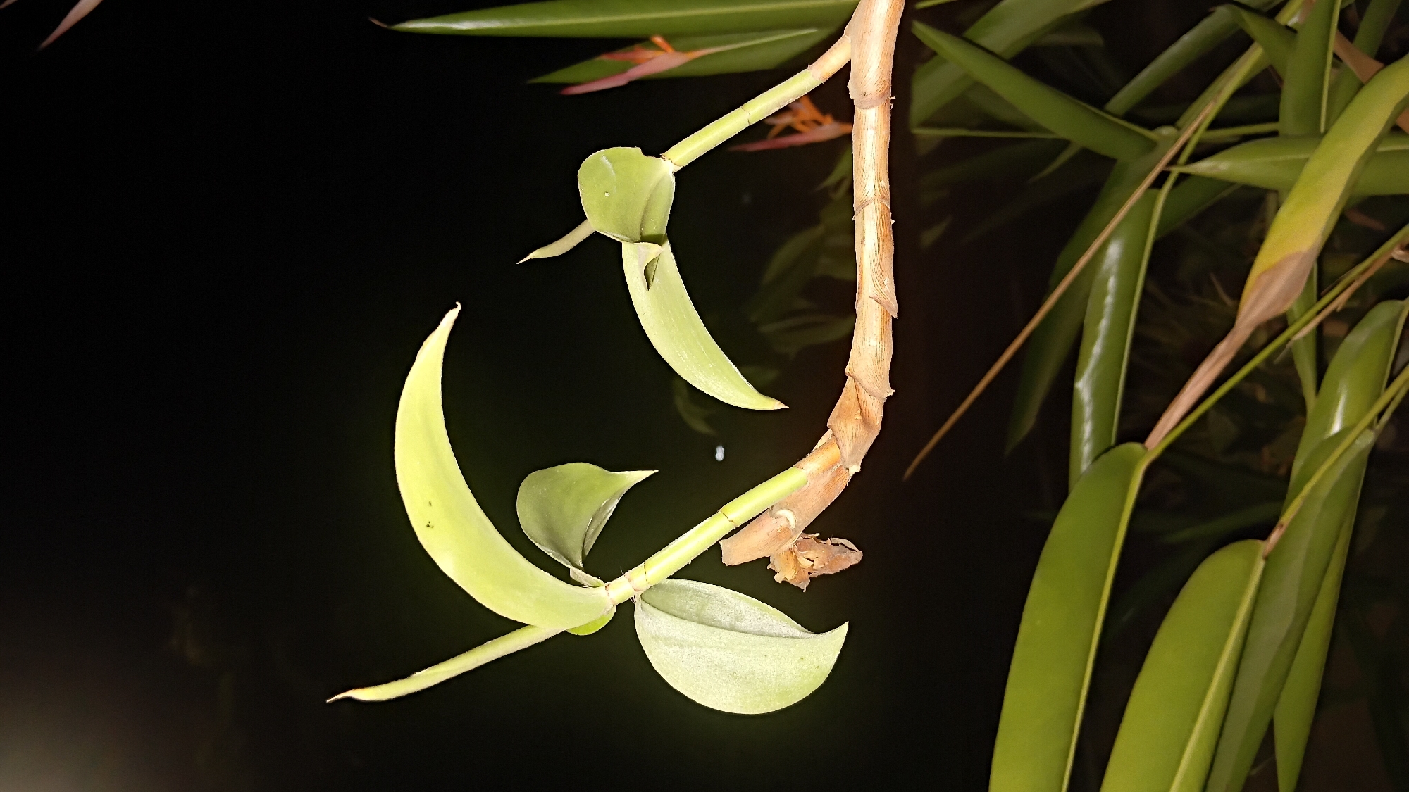 A low-angle, night shot captures a close-up view of a plant stem with pale green leaves against a black background. The stem, which appears to be woody and segmented, is light brown and has a rough texture. Two branches extend from the main stem, each bearing a pair of leaves. The leaves are elongated and pointed, with a slight curve. In the background, out of focus, are more green leaves and a hint of orange flower petals. The image appears to have been taken outdoors in Prabumulih, Indonesia, likely in a garden or natural setting given the plant subject and dark, natural background.