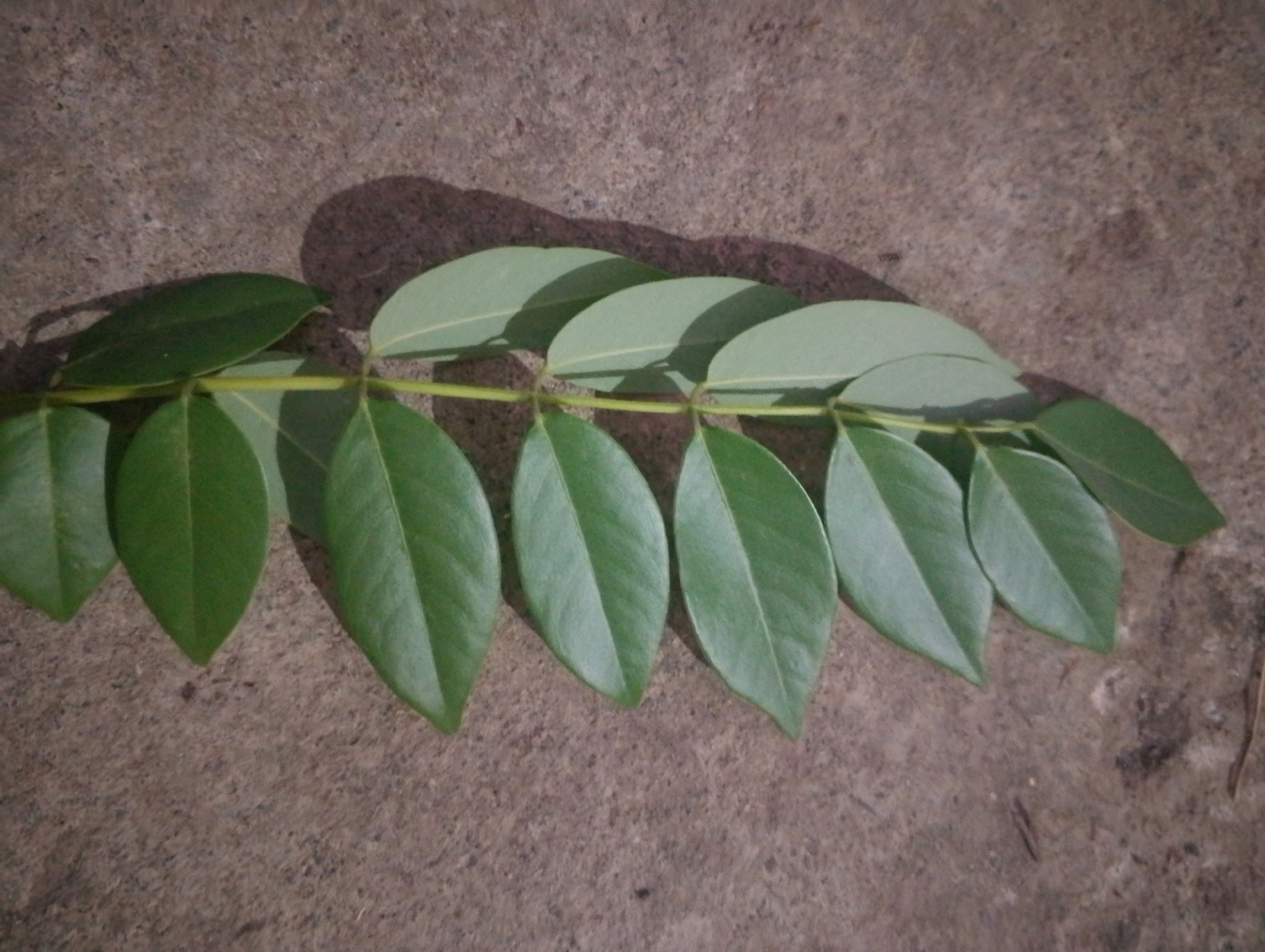A branch of green leaves is laid out on a textured, grey-brown surface, possibly concrete or stone. The leaves are oval-shaped with pointed tips and are arranged alternately along the stem. Some leaves cast shadows on the surface, indicating a light source from above and to the left. The image is a close-up shot, focusing on the leaves and the texture of the ground. The location in the city of Doko, Indonesia, is not evident from the image itself.