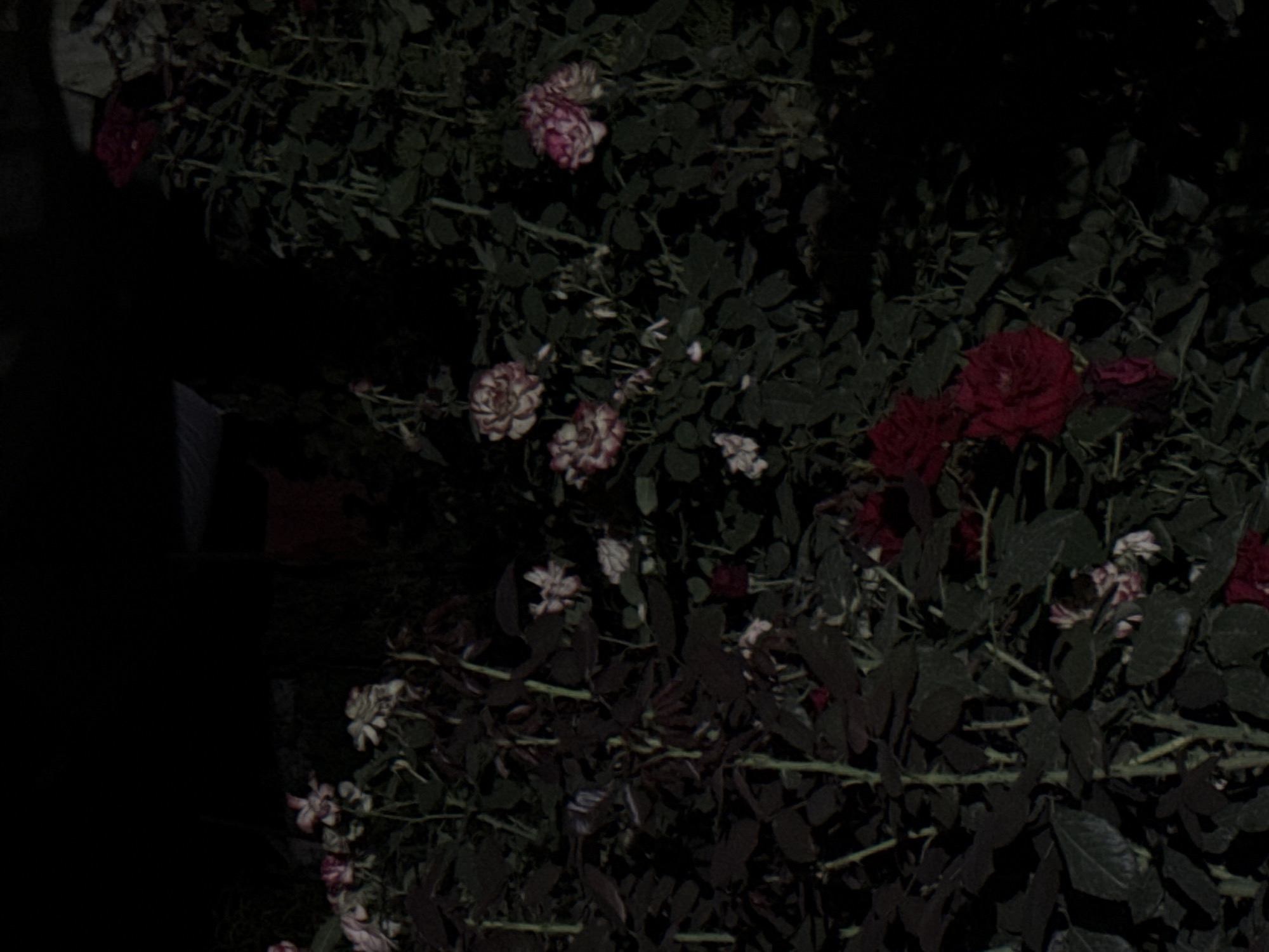 The image depicts a cluster of rose bushes at night. The roses are in various stages of bloom, with some appearing fully opened and others still in bud. The colors of the roses range from deep red to lighter pinkish-white hues. The foliage is dense and dark green, creating a stark contrast with the flowers. The background is predominantly black, suggesting a lack of ambient light. Hints of a structure are barely visible in the upper left portion of the image, possibly a building or part of a garden feature. The scene appears to be located outdoors, given the presence of plants and the general ambiance. The image is undated and unlocated, but it is described as being taken in the city of Vostok, Kyrgyzstan.