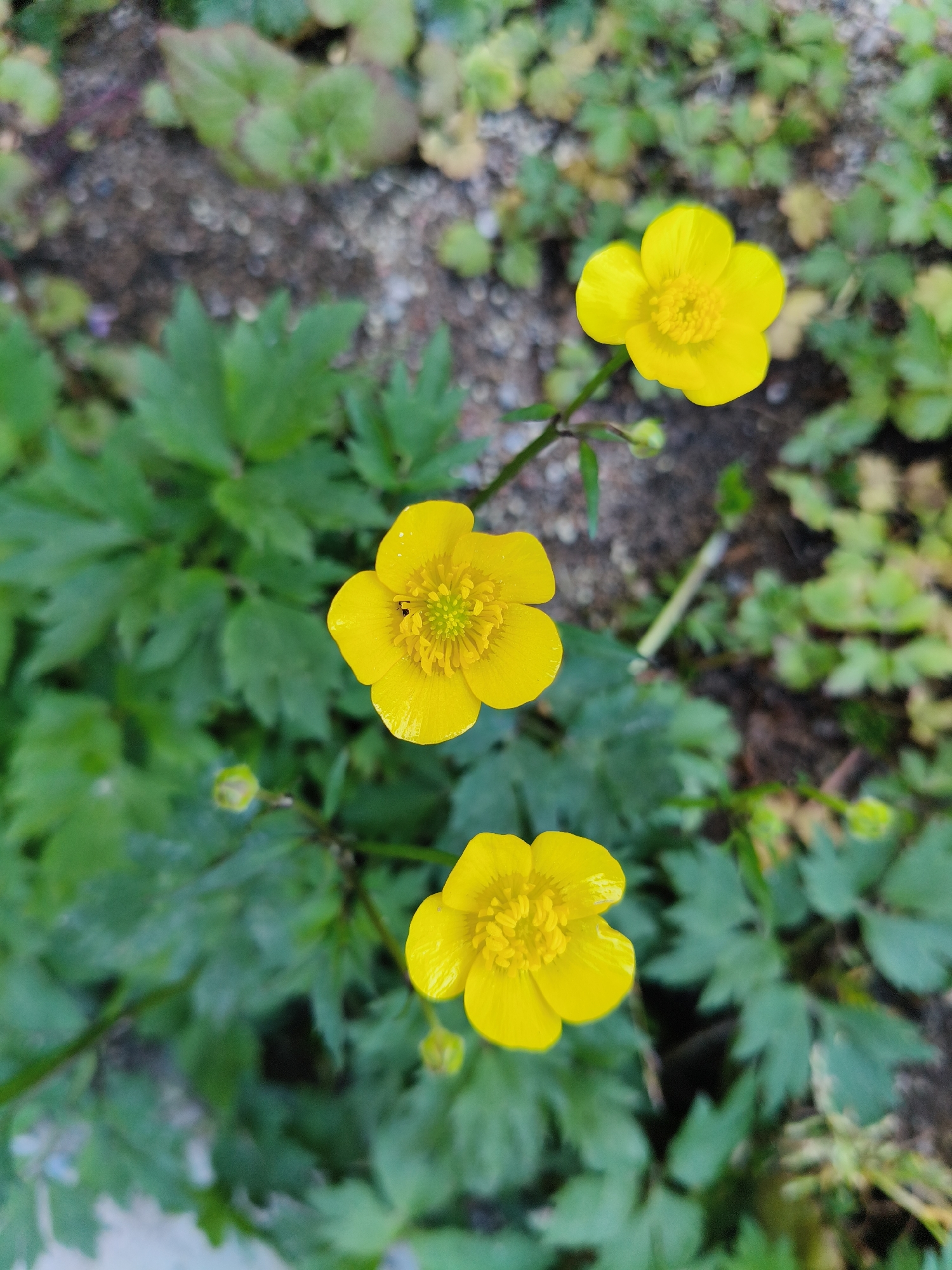 A high-angle photograph captures three vibrant yellow flowers, identified as buttercups (Ranunculus species), blooming in an outdoor setting in Unknown, Unknown. The flowers are arranged diagonally, with one in the upper-right quadrant, another slightly left of the image's center, and the third in the lower-center. Each flower displays five glossy, ovate yellow petals and a dense cluster of yellow stamens at its core. A small, dark-colored insect, consistent with an ant, is visible on one of the petals of the middle flower, positioned near its staminal center.
The primary subjects are sharply in focus, while the surrounding environment exhibits a shallow depth of field, rendering the background blurred. Green foliage, consisting of various broadleaf plants, some with deeply lobed leaves, forms a dense carpet around and beneath the flowers. Patches of dark, granular soil mixed with small pebbles are intermittently visible through the vegetation, particularly in the upper-left and central-right portions of the background. Natural light illuminates the scene evenly, without distinct shadows. No human figures or man-made structures are discernible.