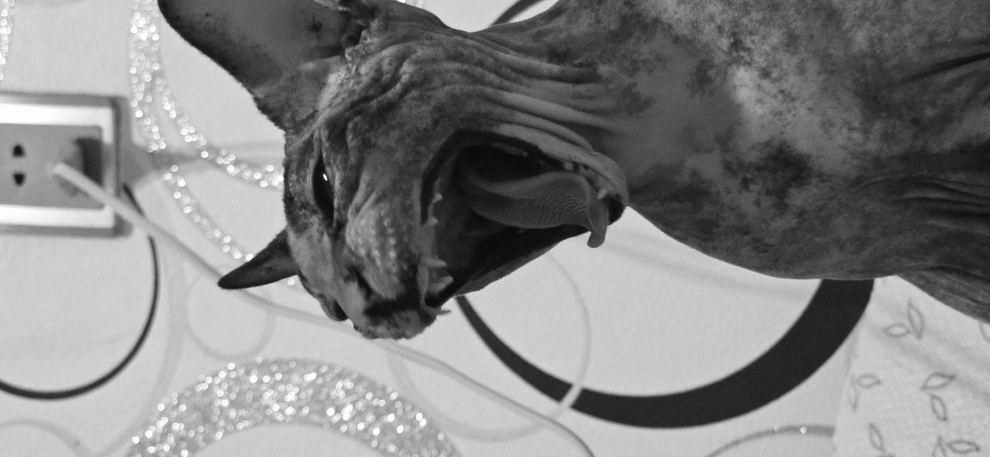 A black and white close-up photograph captures a Sphynx cat yawning widely. The cat's mouth is open, revealing its tongue and teeth. Its eyes are partially closed, and its skin is wrinkled, characteristic of the breed. The background features a patterned wallpaper with circular designs and some sparkly elements, possibly decorative lights. A white electrical outlet with a plug is visible in the upper right corner of the frame. The image appears to be taken indoors. The location in the city of Baku, Azerbaijan is not determinable from the visual information provided.
