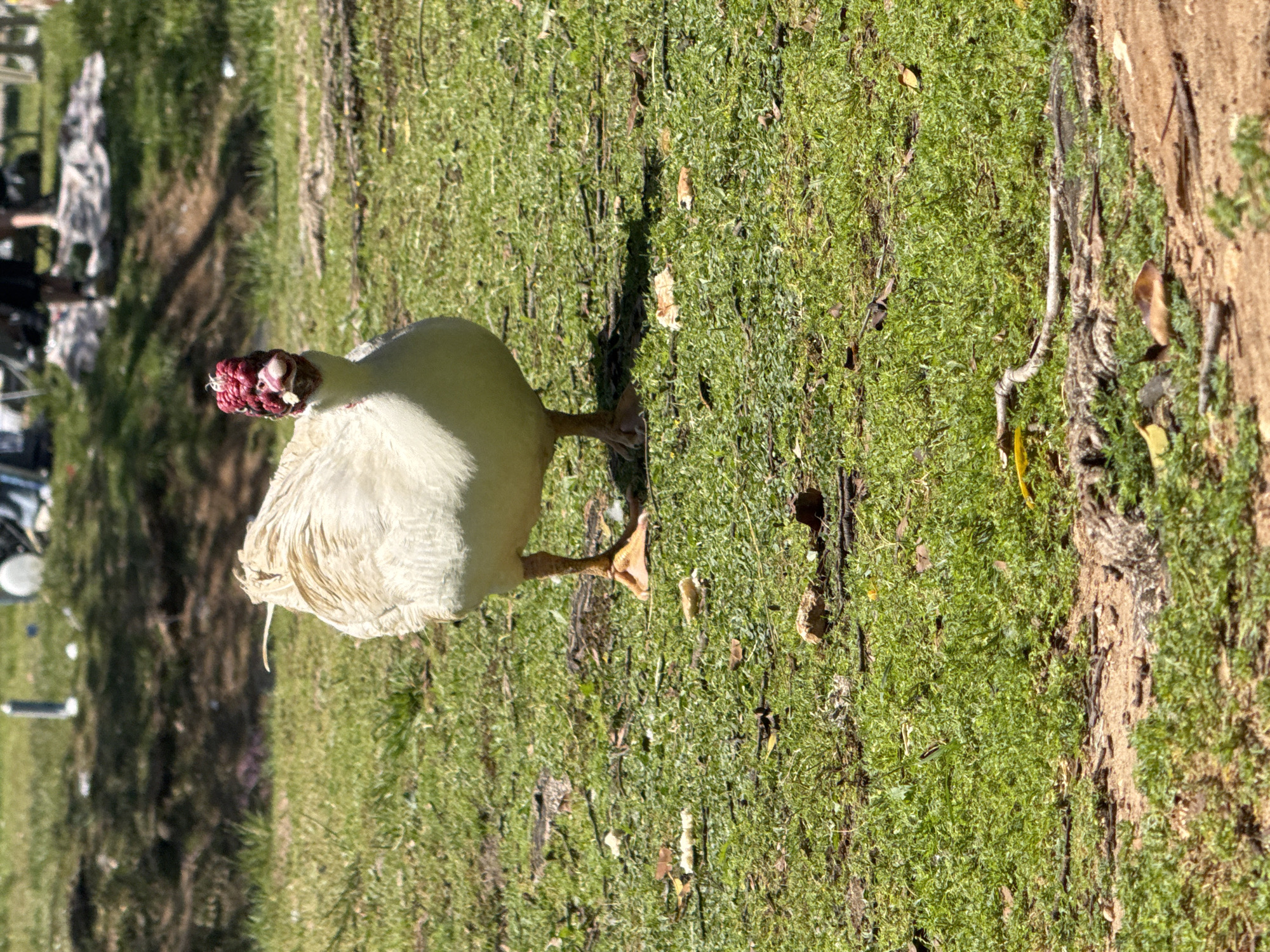 A large, white Muscovy duck, or a similar type of waterfowl, stands in the foreground on a patch of vibrant green grass. The bird's body is mostly white, with some light brown or grey feathers visible on its wings and tail. Its most distinctive feature is its head, which is covered in prominent, bumpy red caruncles around its eyes and beak. The bird's head is slightly turned, and its dark eye is visible. Its webbed feet are a yellowish-orange color, firmly planted on the ground.
The setting is an outdoor, grassy area, likely a park or an open field. The grass is lush and green, with some scattered dry leaves and small pieces of debris. To the right of the bird, a section of a textured, brown tree trunk or large roots is visible, partially covered by the grass. The background is blurred, showing more green grass, distant trees or shrubs, and indistinct shapes that could be people or other features of the park.
The scene is brightly lit by natural sunlight, casting clear, strong shadows from the bird and the tree onto the grass, suggesting it is daytime, possibly late morning or early afternoon on a clear, sunny day. The overall impression is one of a peaceful, natural environment. No visible text is present in the image. The location context is Ramat Gan, Israel.