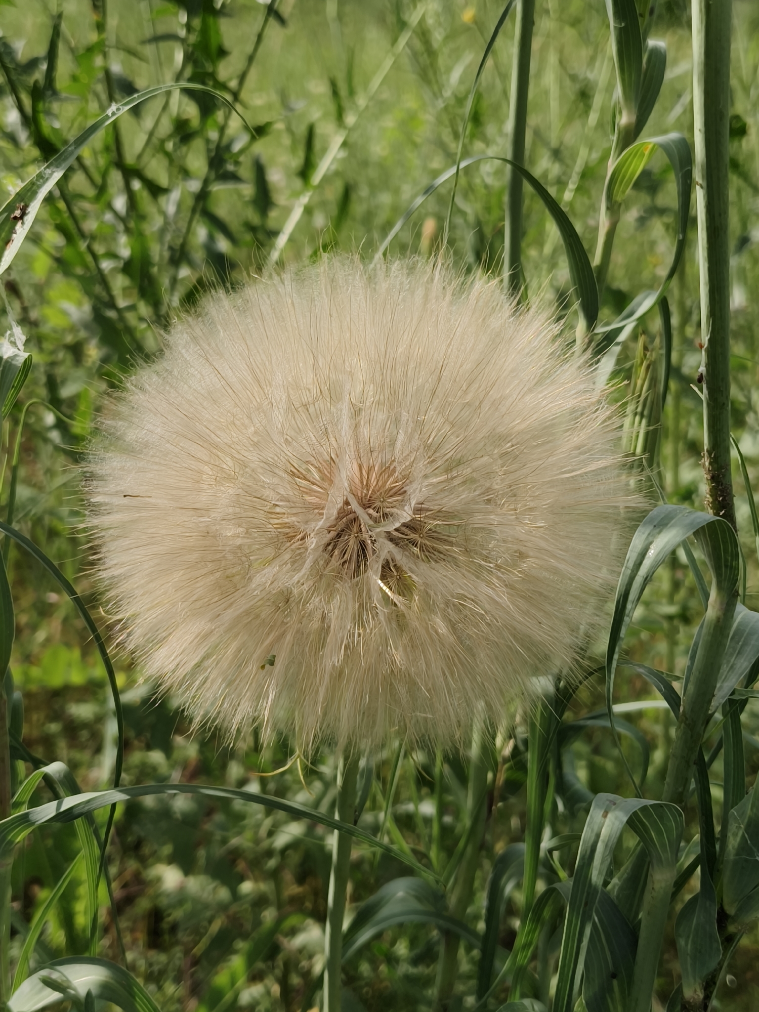 The image shows a close-up, eye-level shot of a large, fluffy dandelion seed head, also known as a puffball, amidst tall green grass and foliage. The dandelion is the central subject, occupying most of the frame. Its seeds are light tan and appear ready to disperse in the wind. The background consists of blurred green vegetation, suggesting an outdoor, natural environment. There are no people or animals visible in the image. The lighting is natural and appears to be daytime, with soft shadows. The scene is likely a field or meadow. The photograph does not provide any specific information about the city of Kryvyi Rih, Ukraine, or any elements that would uniquely identify its location within that city.