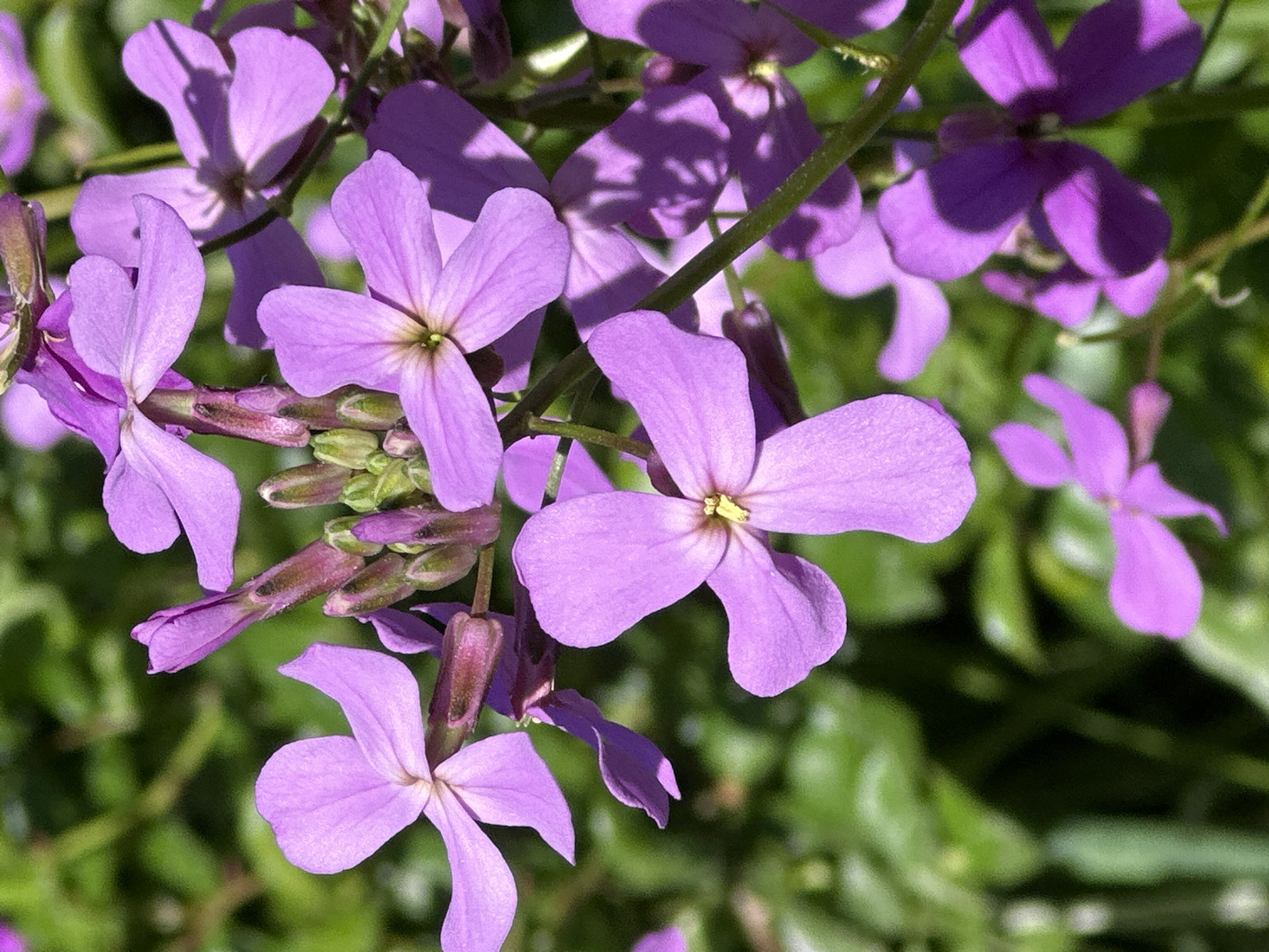 The image shows a close-up of purple flowers in bloom. The flowers have four petals and a yellow center. The background is blurred green foliage. There is no information in the image to suggest it was taken in Minsk, Belarus. There are no people, actions, or interactions visible in the image.