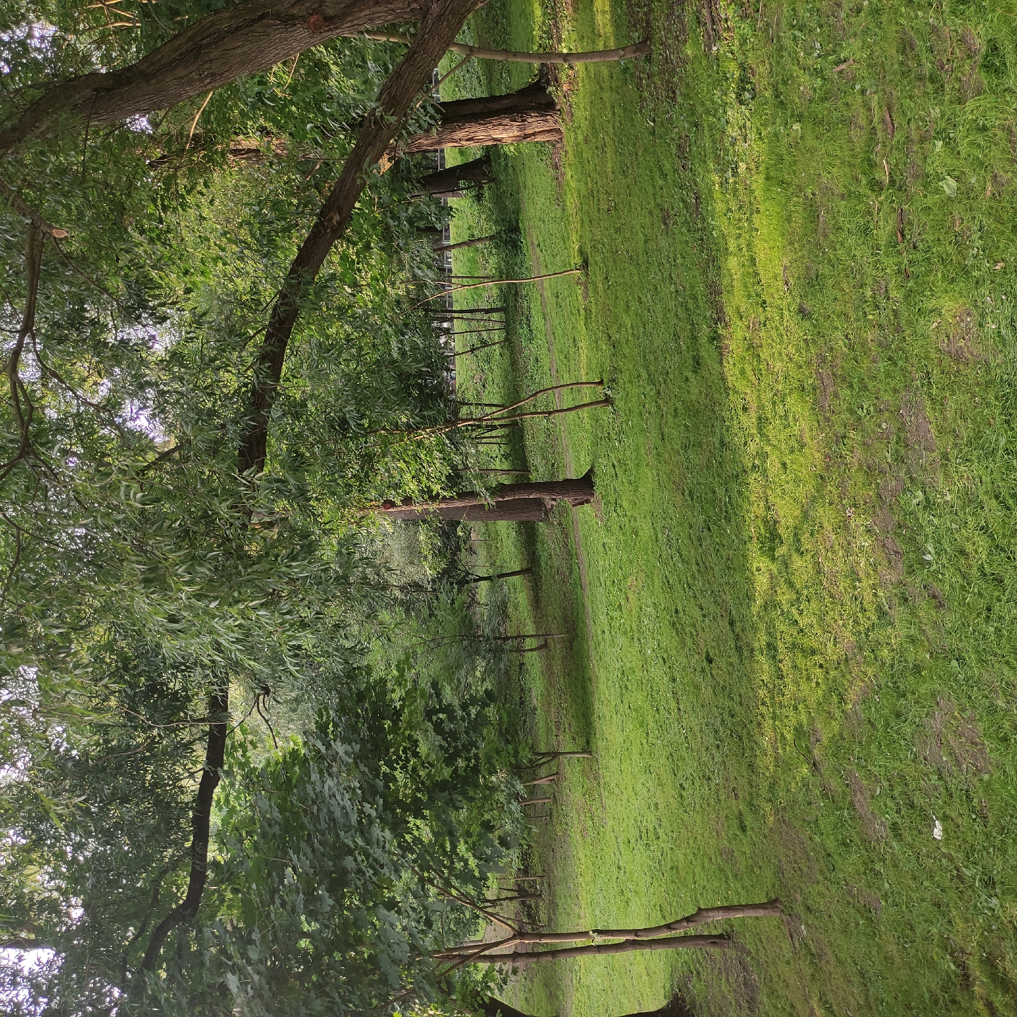 The image shows a grassy park with several trees. The grass appears to be recently mowed. There are several saplings planted in the foreground, with a larger tree to the right. In the background, there is a dense line of trees. The lighting suggests it is either early morning or late afternoon, with sunlight filtering through the leaves. There are no people visible in the image. There is a small piece of white trash on the grass in the lower right portion of the image.