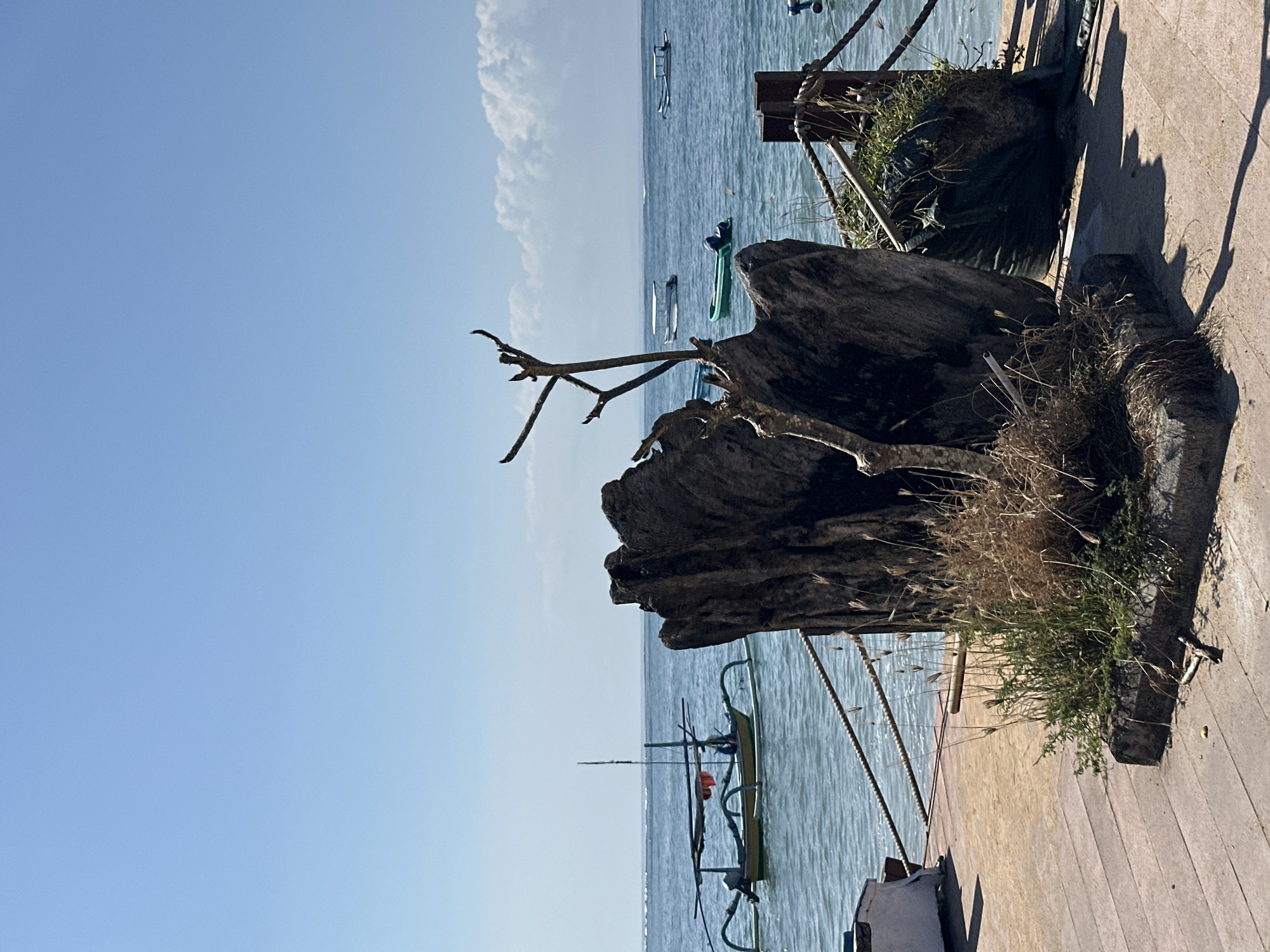 The image depicts a tranquil scene at a beach in Denpasar, Indonesia, on a clear, sunny day. In the foreground, a large, weathered piece of driftwood stands prominently, its rough texture and organic form commanding attention. It is surrounded by dry grasses and a small patch of greenery, suggesting a natural, somewhat wild element within a curated space. The driftwood rests on a stone base, which is situated on a wooden boardwalk.
Beyond the boardwalk, the calm, blue ocean stretches out, dotted with several traditional Balinese fishing boats, known as "jukung." These boats, with their distinctive outriggers, are a common sight along the coast of Bali. The water is clear and inviting, with gentle ripples indicating minimal wave activity. The sky above is a brilliant, cloudless blue, creating a serene and expansive atmosphere. A rope railing runs along the edge of the boardwalk, separating it from the sea and adding a functional element to the picturesque setting. The overall impression is one of peaceful coastal life and the natural beauty of Denpasar's shoreline.