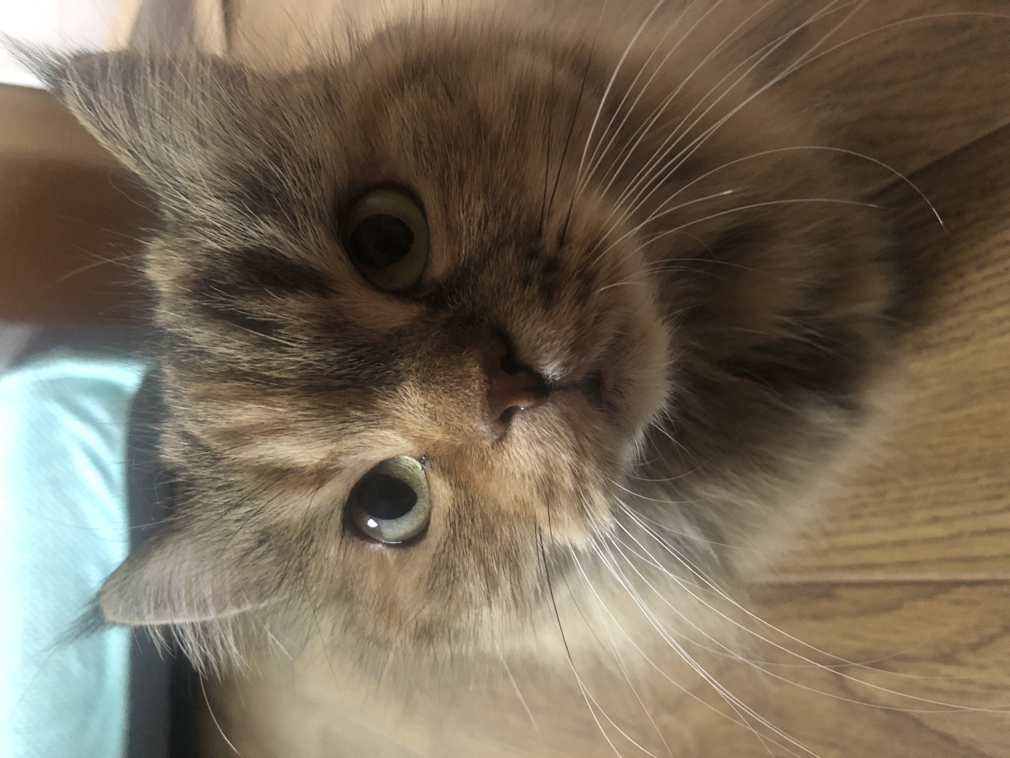 A close-up, vertical, eye-level shot shows the face of a fluffy cat. The cat has green eyes, a pink nose, and long white whiskers. Its fur is a mix of brown, black, and tan. The cat is looking directly at the camera. The background is blurred, but appears to be a wooden floor and a teal-colored surface. The image is taken indoors.
