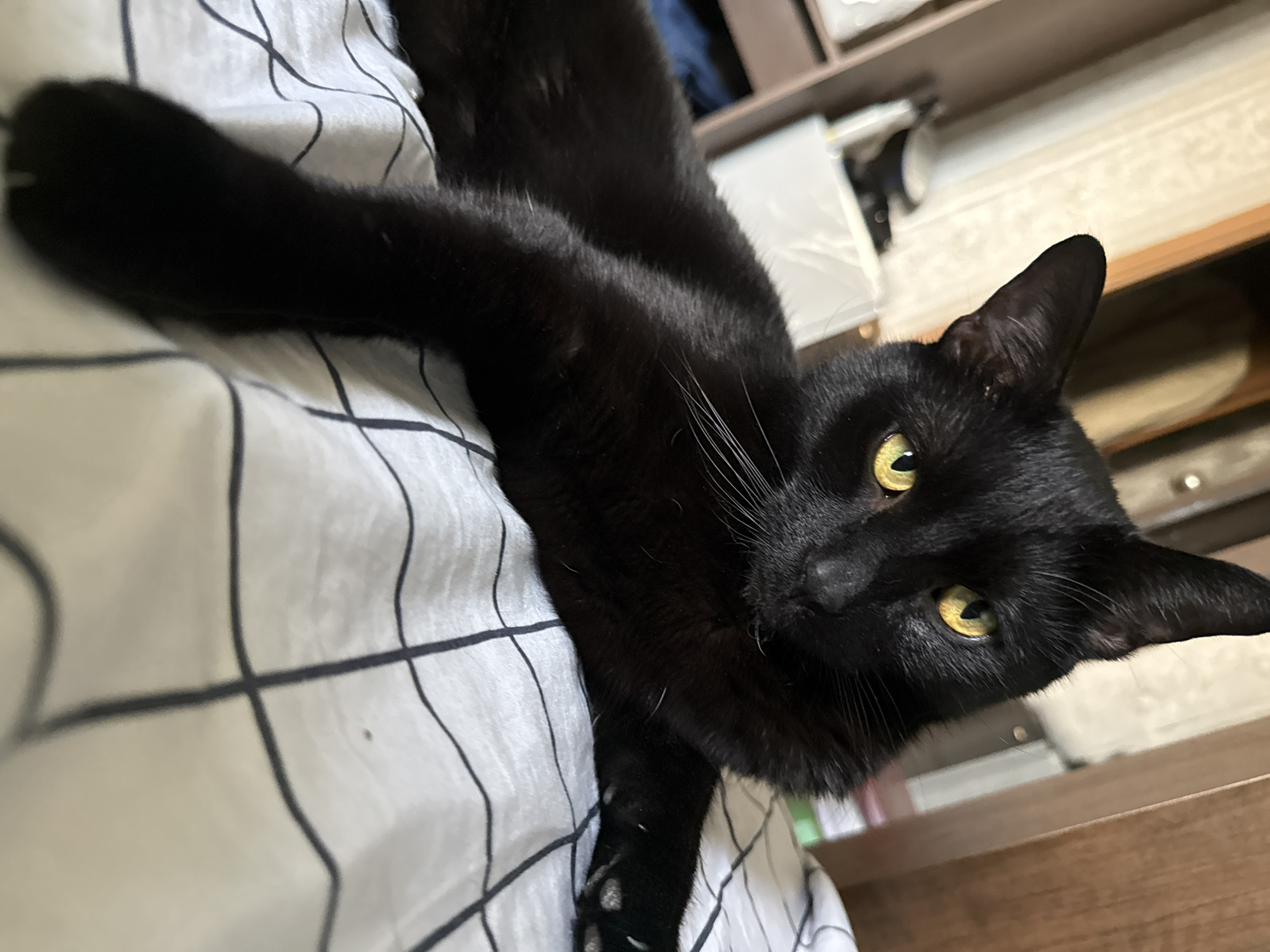 A black cat with yellow eyes is lying on a bed with checkered bedding. The cat is positioned in the center of the frame, facing the camera. Its body is extended, with one paw reaching forward. The background shows blurred furniture, suggesting an indoor setting. The image was taken in Khimki, Russia.