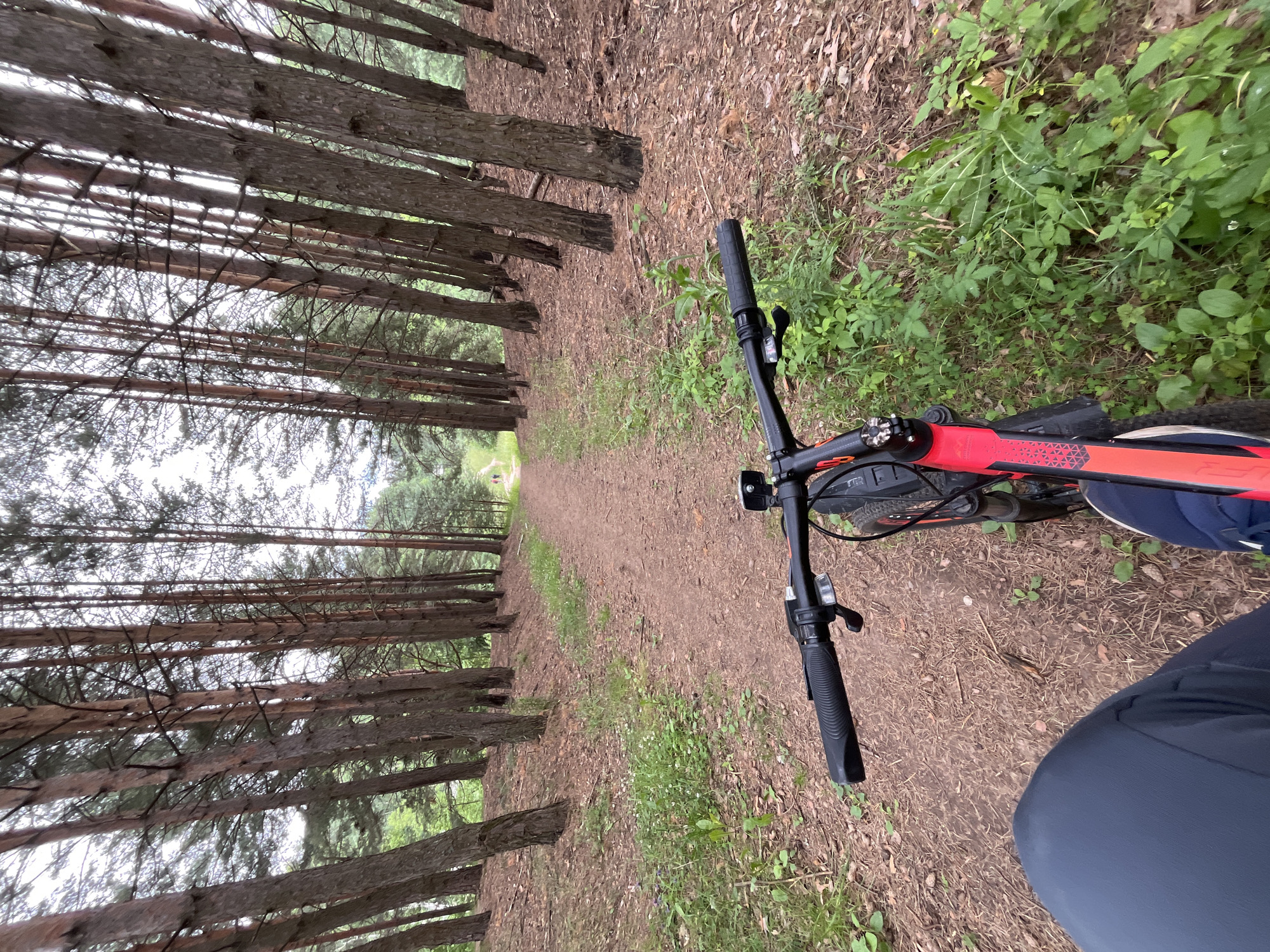 The image depicts a first-person perspective of someone on a bicycle on a dirt path in a pine forest. The path is surrounded by tall, slender pine trees with a canopy of green needles. The ground is covered with pine needles and some patches of green grass and small wildflowers. The sky is overcast. In the distance, on the path, two figures can be seen walking. The bicycle in the foreground is red and black, with a black handlebar and grip visible. The rider's legs, clad in dark blue pants, are also visible in the lower left of the frame. The scene appears to be a serene and natural setting.