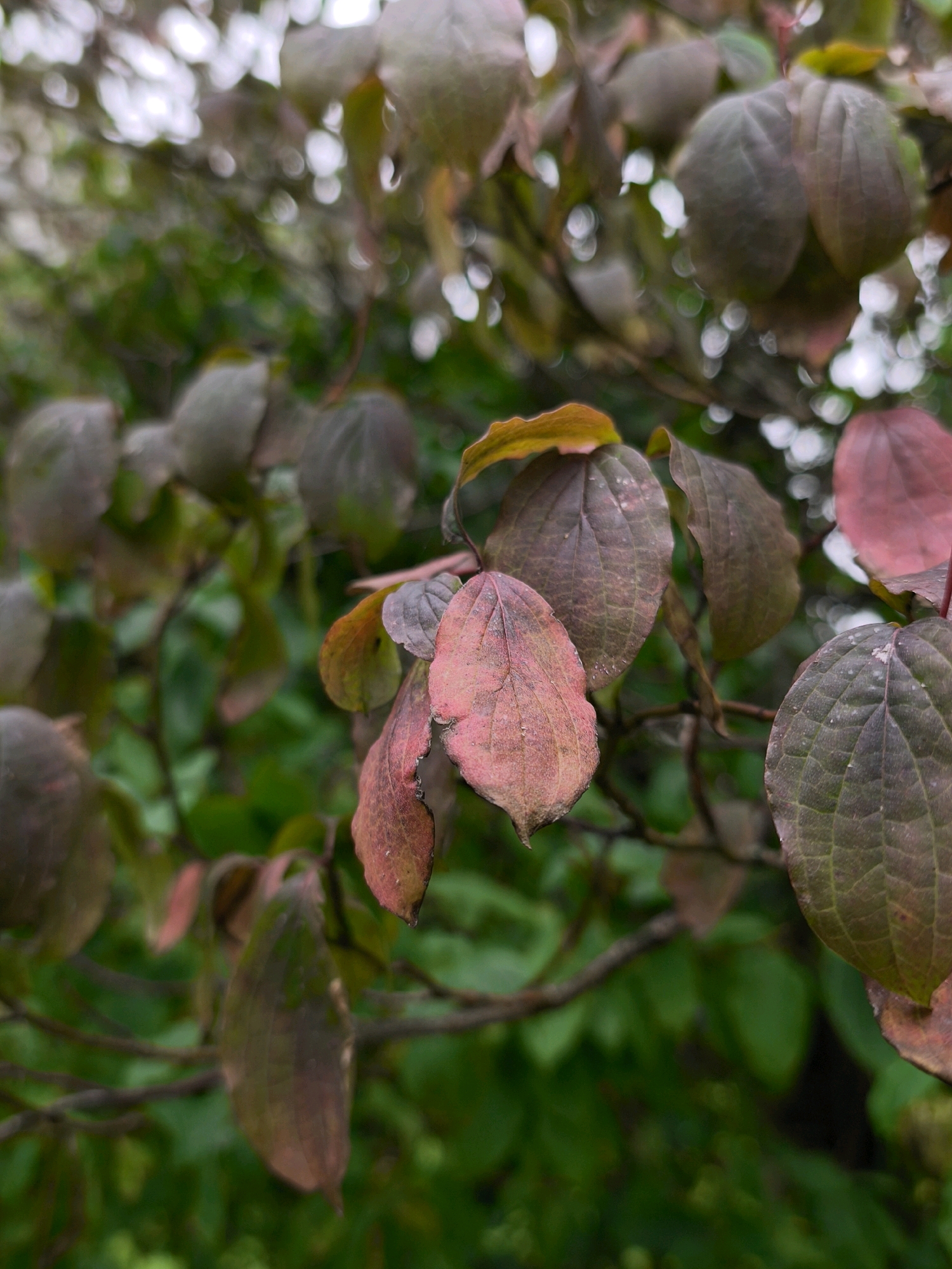 The image shows a close-up of leaves on a tree branch. The leaves are a mix of green, brown, and pinkish-red hues, with some showing signs of autumn color change. The background is a blur of green foliage and white bokeh highlights, suggesting a soft focus or a natural outdoor setting. The leaves have visible veins and some appear to have water droplets or a slightly glossy texture. The scene is likely a park or garden in Mahilyow, Belarus, during the fall season, with a focus on the textures and colors of the foliage.