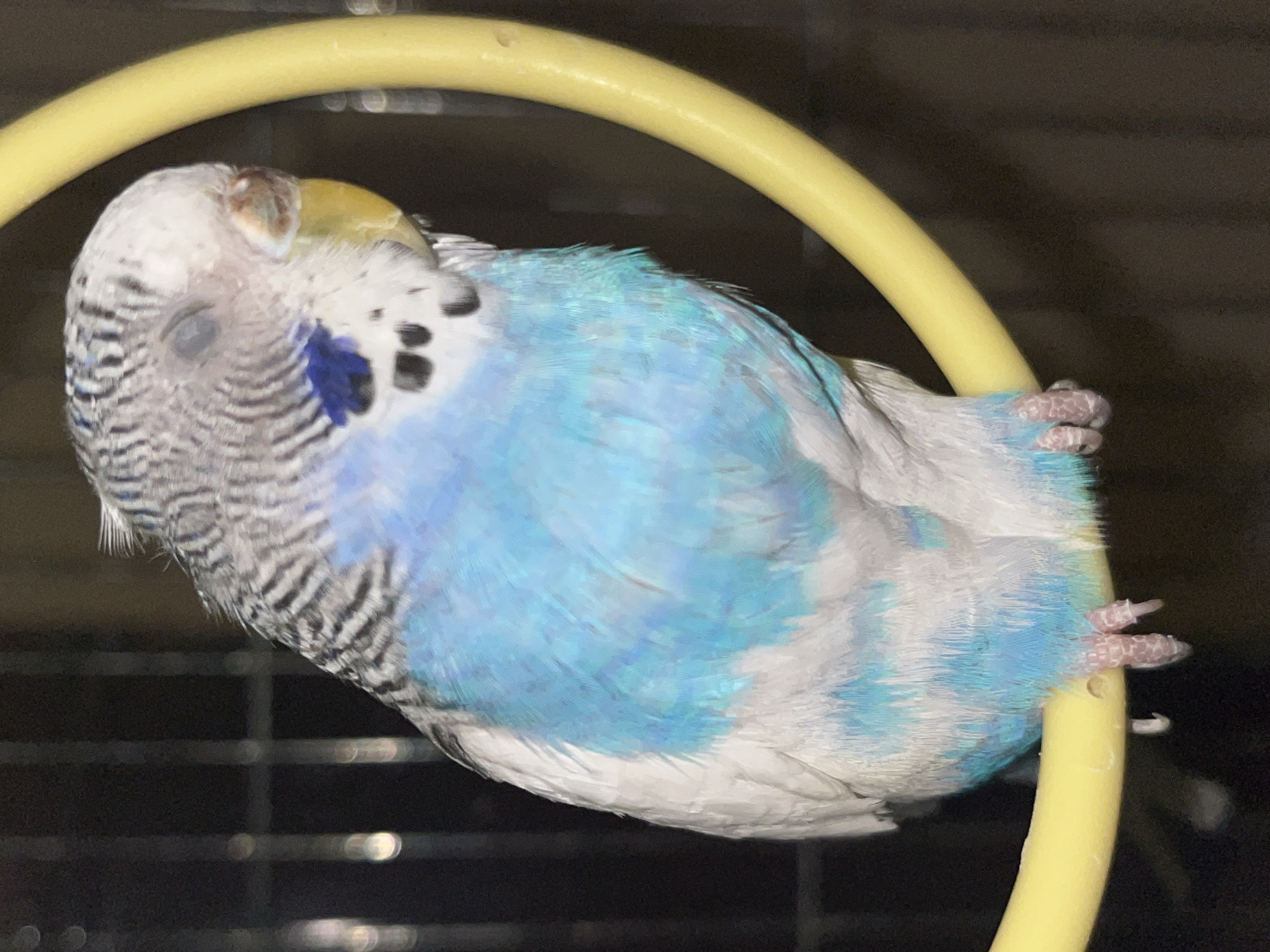 A close-up shot depicts a light blue and white budgerigar perched on a yellow ring. The bird is resting with its eyes closed. The background appears to be dark, possibly inside a cage. There is no evidence in the image to suggest a location in Shumen, Bulgaria or any other specific place.