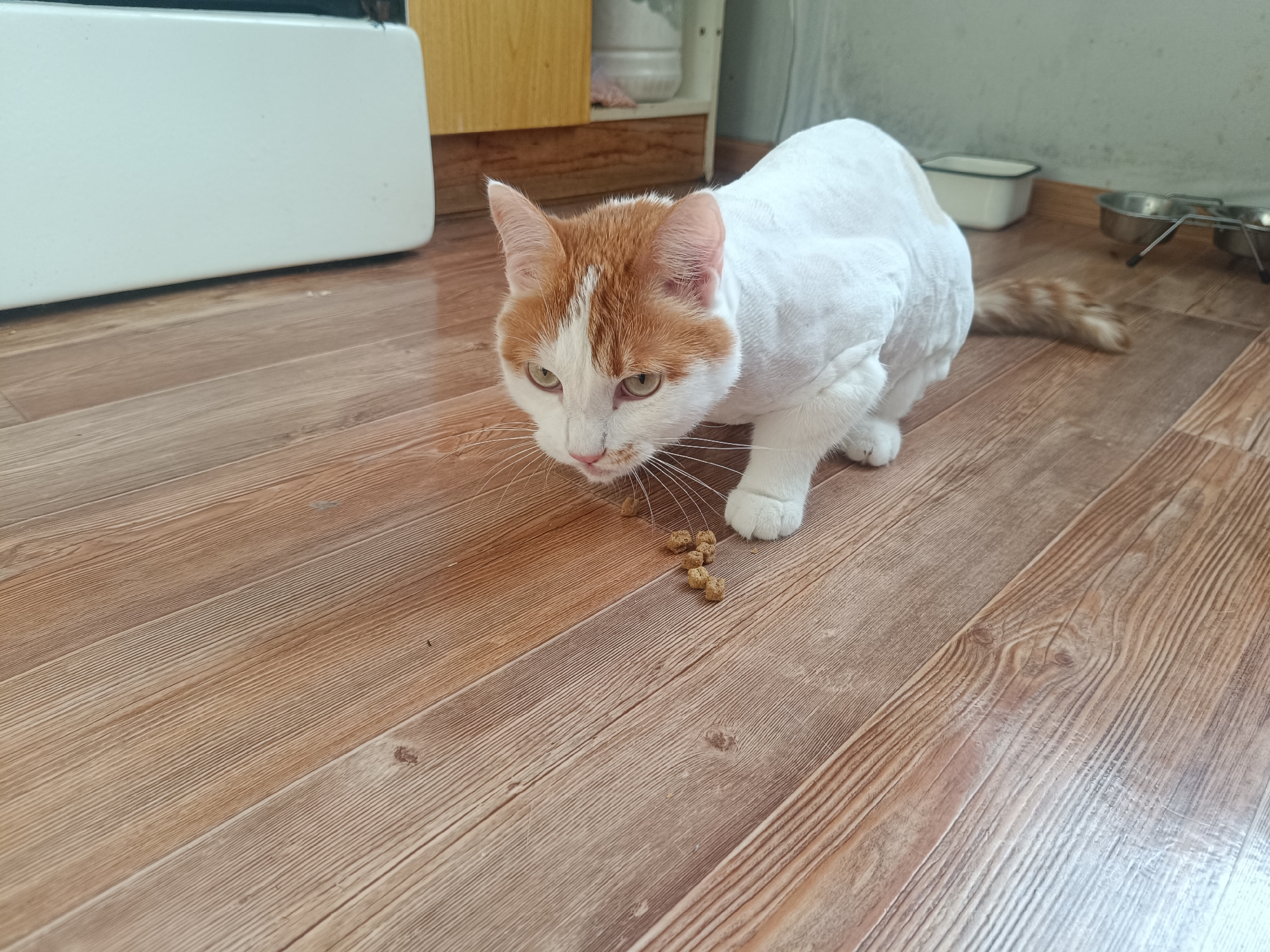 A medium shot captures a cat on a wooden floor. The cat has white fur that appears closely shaved over most of its body, with patches of orange-and-white fur on its head and a ginger tail. The cat is in a crouched position, with its head lowered towards several small brown pellets on the floor. The background includes a white appliance or cabinet and a cupboard. Dishes and a water container are visible on the floor in the background. The location is in a room with flooring and features consistent with residential interior designs. The city location is Closed administrative-territorial formation "Mezhgorye", Russia. The essential details suggest a domestic scene with a cat focused on eating scattered food pellets.