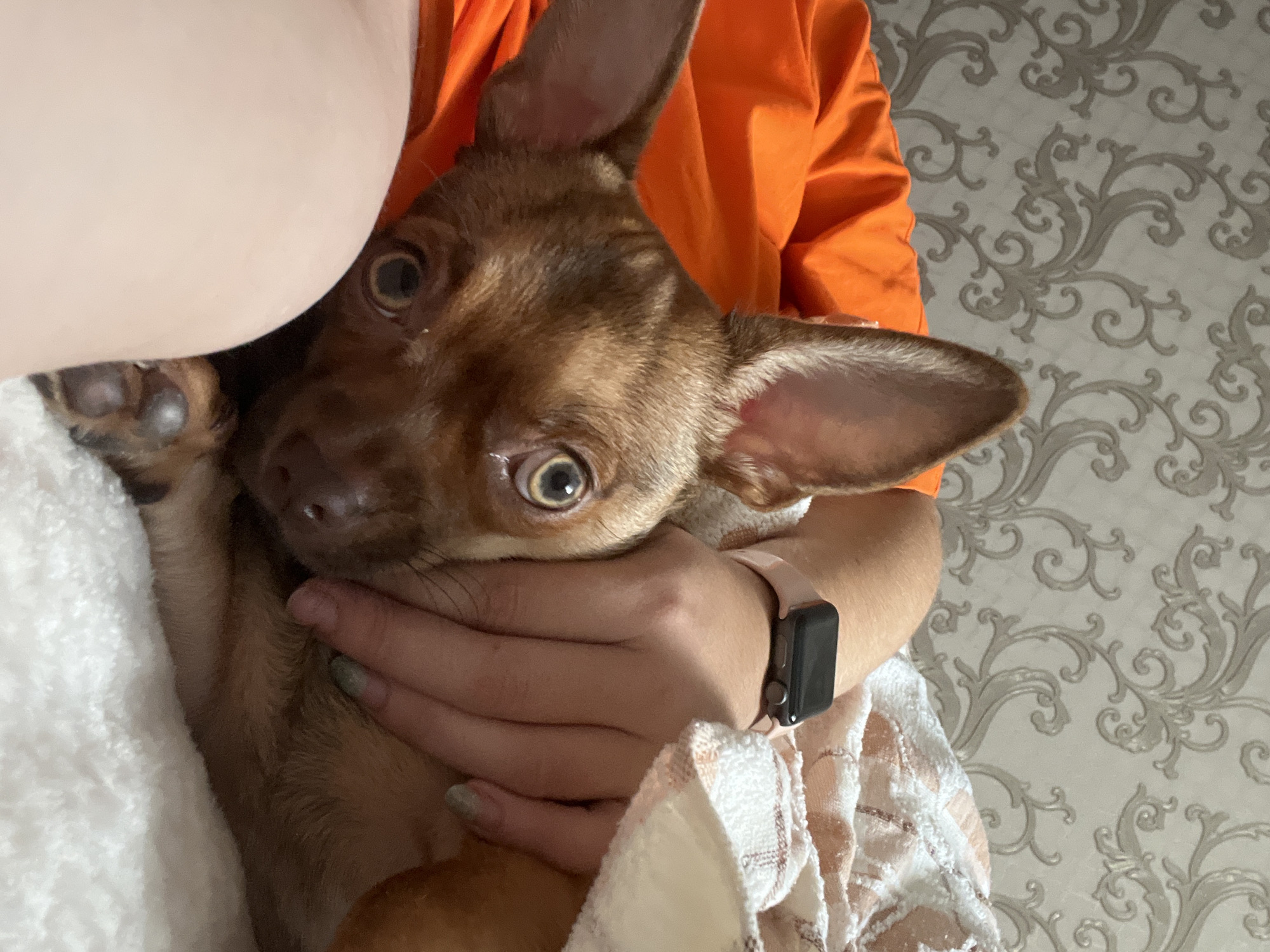 An auburn Chihuahua, with large ears and wide, light brown eyes, is positioned on a fluffy white blanket. The dog is being embraced by a person whose arm, adorned with a light pink Apple Watch, is visible. An orange fabric, possibly a blanket or cushion, is situated behind the dog. The background features a light gray wallpaper with an ornate, swirling pattern. The scene appears to be indoors, likely a bedroom, given the bedding and wallpaper. There is no discernible connection to Astrakhan, Russia, as there are no specific geographical markers.