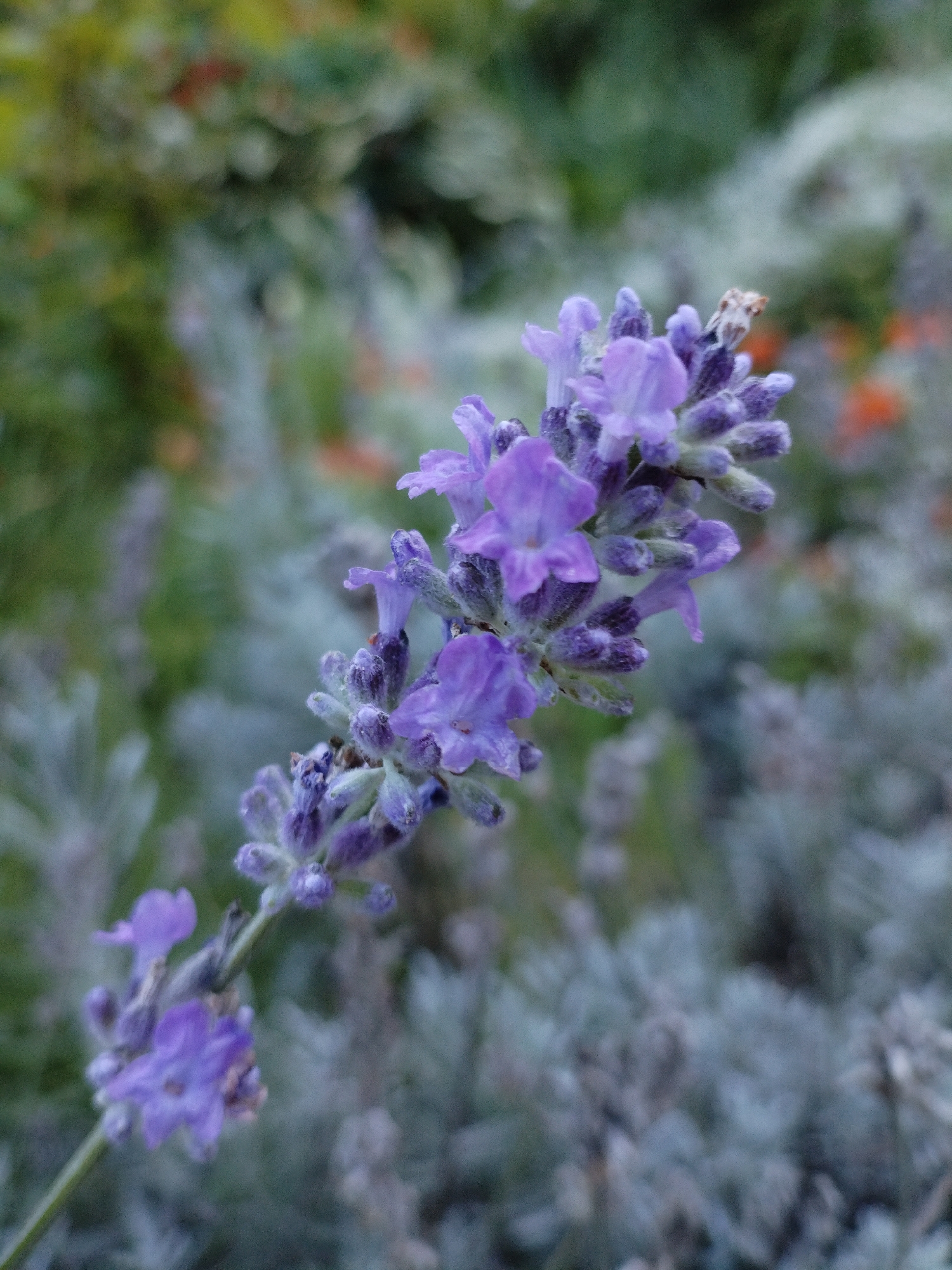 The image is a close-up, vertical, eye-level shot of a lavender sprig with its characteristic purple flowers. The sprig is positioned on the left side of the frame and extends upwards. The background is softly blurred, showing muted green and gray foliage, with hints of orange and red further in the distance, suggesting a garden setting. The focus is sharp on the lavender flowers and buds, highlighting their delicate structure and the dew drops or moisture on some of the petals. The overall lighting appears natural, possibly from an overcast day or shade, lending a serene and delicate mood to the image. There are no people or specific landmarks visible that would indicate a precise location in Bialynichy, Belarus.