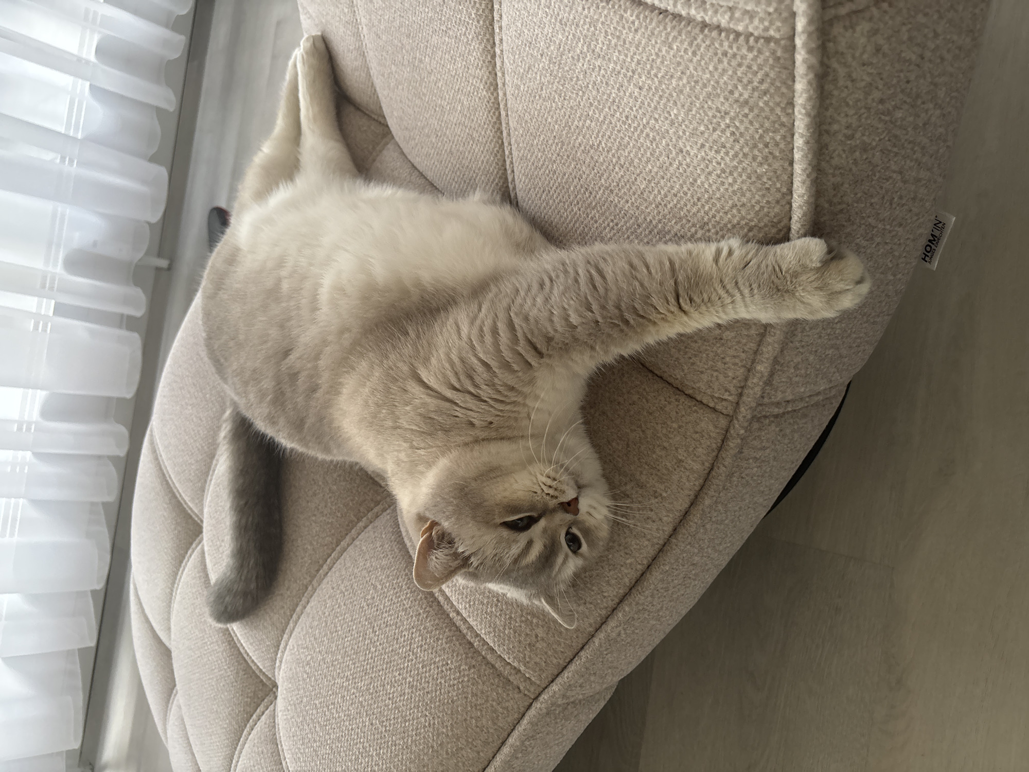 A light-colored cat is lying on its side on a tufted, beige ottoman. The cat is facing the camera, with its head turned to the left. Its eyes are partially closed, and its mouth is slightly open, giving it a relaxed expression. The cat's front paws are extended forward, while its hind legs are tucked underneath its body. The ottoman is placed on a light-colored wooden floor, and a sheer white curtain is visible in the background. There is a small label on the ottoman that reads "HOM'IN" and "MÖBEL EINRICHTEN".