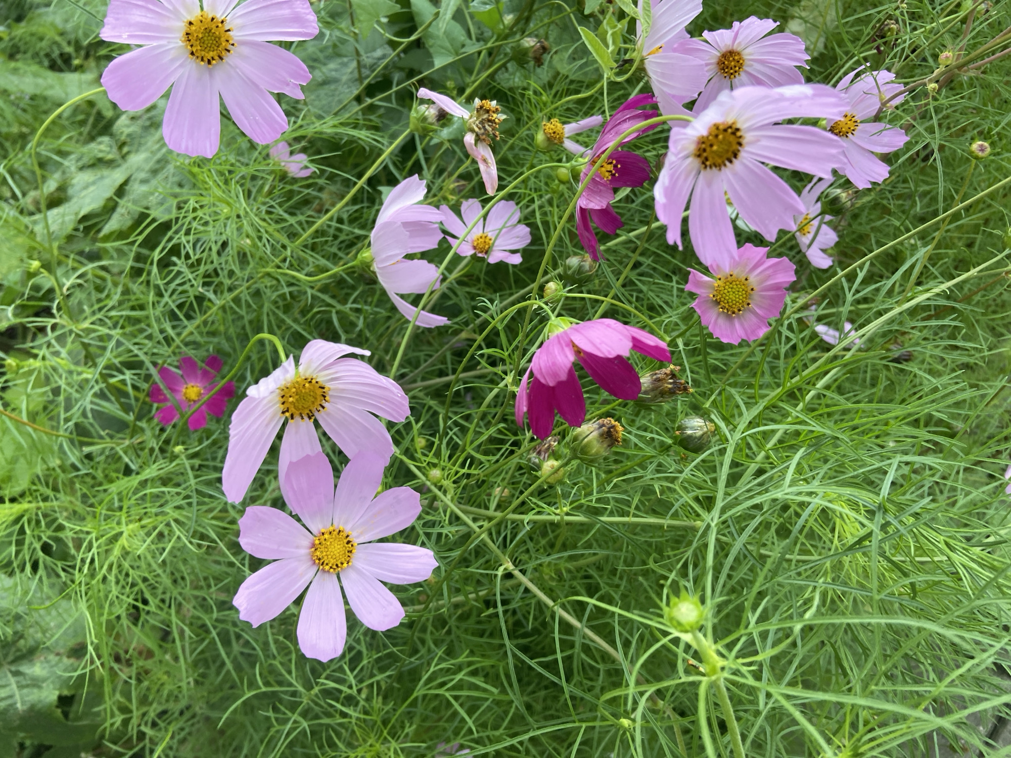 The image shows a close-up view of a patch of cosmos flowers, a common garden plant, in various shades of pink and purple, interspersed with feathery green foliage. Several flowers are in full bloom, displaying their delicate petals and yellow centers, while others are in bud or past their prime. The overall impression is one of natural beauty and abundance. The scene is likely located in a garden or park. There are no people visible in the image. The lighting suggests it was taken during daylight hours, with soft, diffused light, indicating an overcast day or shade. The ground is not visible. The image does not contain any information that can be used to determine its location within the city of Balashikha, Russia.