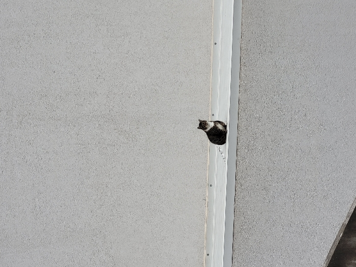 A tabby cat, exhibiting dark stripes and white markings on its chest and face, is observed sitting upright on a light gray, horizontal ledge in Budva, Montenegro. The ledge, possibly metal, features visible fasteners along its surface and is positioned against a textured, light gray wall. A similar textured wall extends below the ledge, with a dark gray, angular concrete structure partially visible in the lower-left foreground. The cat's head is oriented forward, and its gaze is directed towards the viewer.