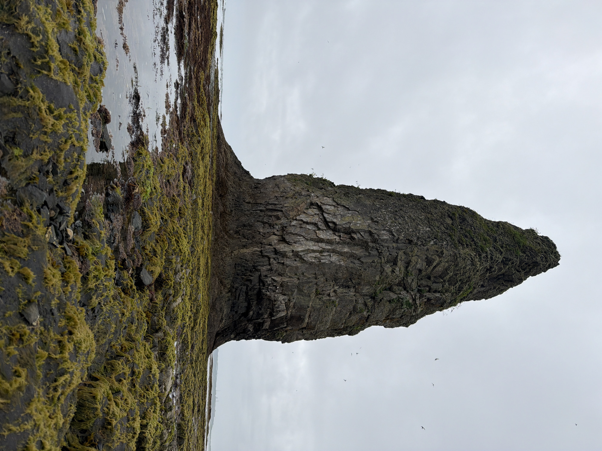 A massive, dark rock formation, overgrown with green vegetation, rises dramatically from a rocky, seaweed-covered shoreline. The sky is overcast and a pale gray, with several small birds in flight above and around the rock. The foreground is a textured landscape of dark rocks and pools of water, interspersed with abundant green and brown seaweed. In the distance, a faint line of the coast is visible with some structures. The overall impression is one of a rugged and wild coastal environment.