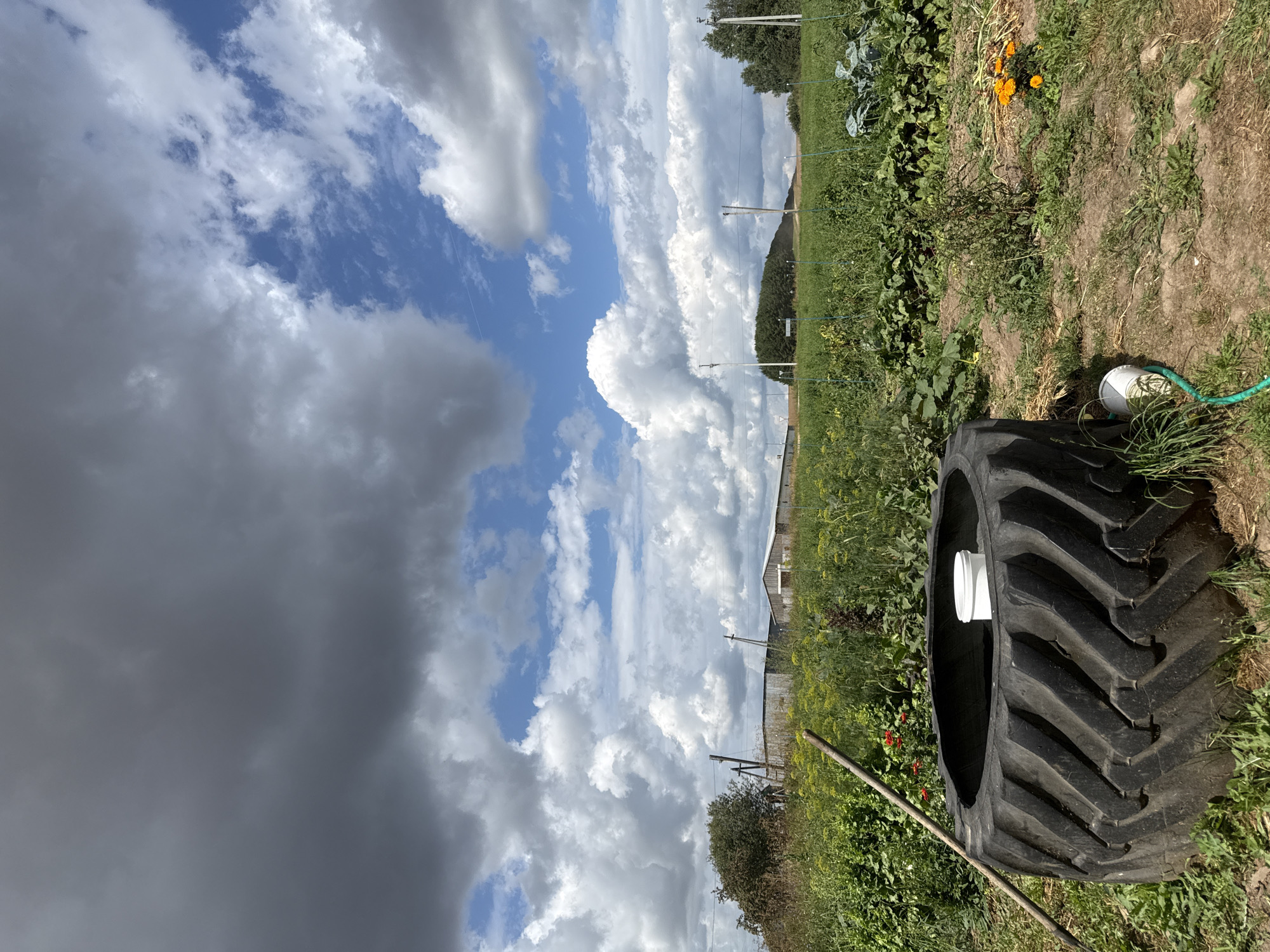 A large tractor tire lies on the ground in the foreground of a farm field under a cloudy sky. The tire is black with a deep tread pattern and has a white bucket inside it. A green hose is coiled near the tire. In the background, there are rows of crops, including what appear to be leafy greens and some flowering plants. Two farm buildings are visible in the distance. The sky is partly cloudy with dark gray storm clouds mixed with patches of blue sky. The overall scene suggests a rural setting on a farm in the vicinity of Большая Уча, Russia.