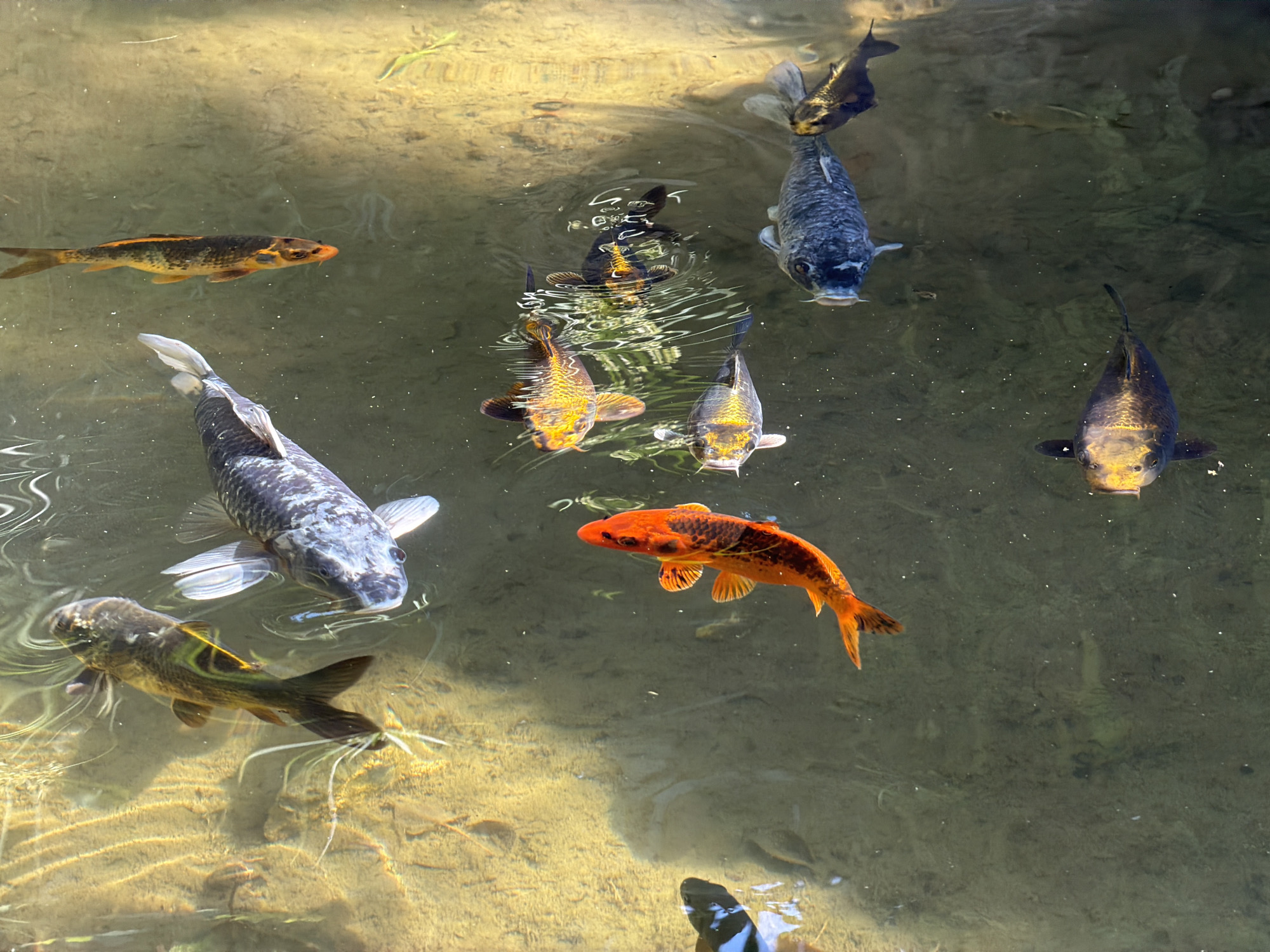 The image depicts a pond or shallow body of water with several koi fish swimming within. The water appears clear, allowing visibility of the sandy or light-colored bottom. Sunlight filters through the water, creating light and shadow patterns. At least nine koi fish of various colors (orange, black, grey, and multi-colored) are visible. The location of the pond is not explicitly mentioned, nor are the specifics of Bunyola, Spain. The scene focuses on the koi fish and their aquatic environment.