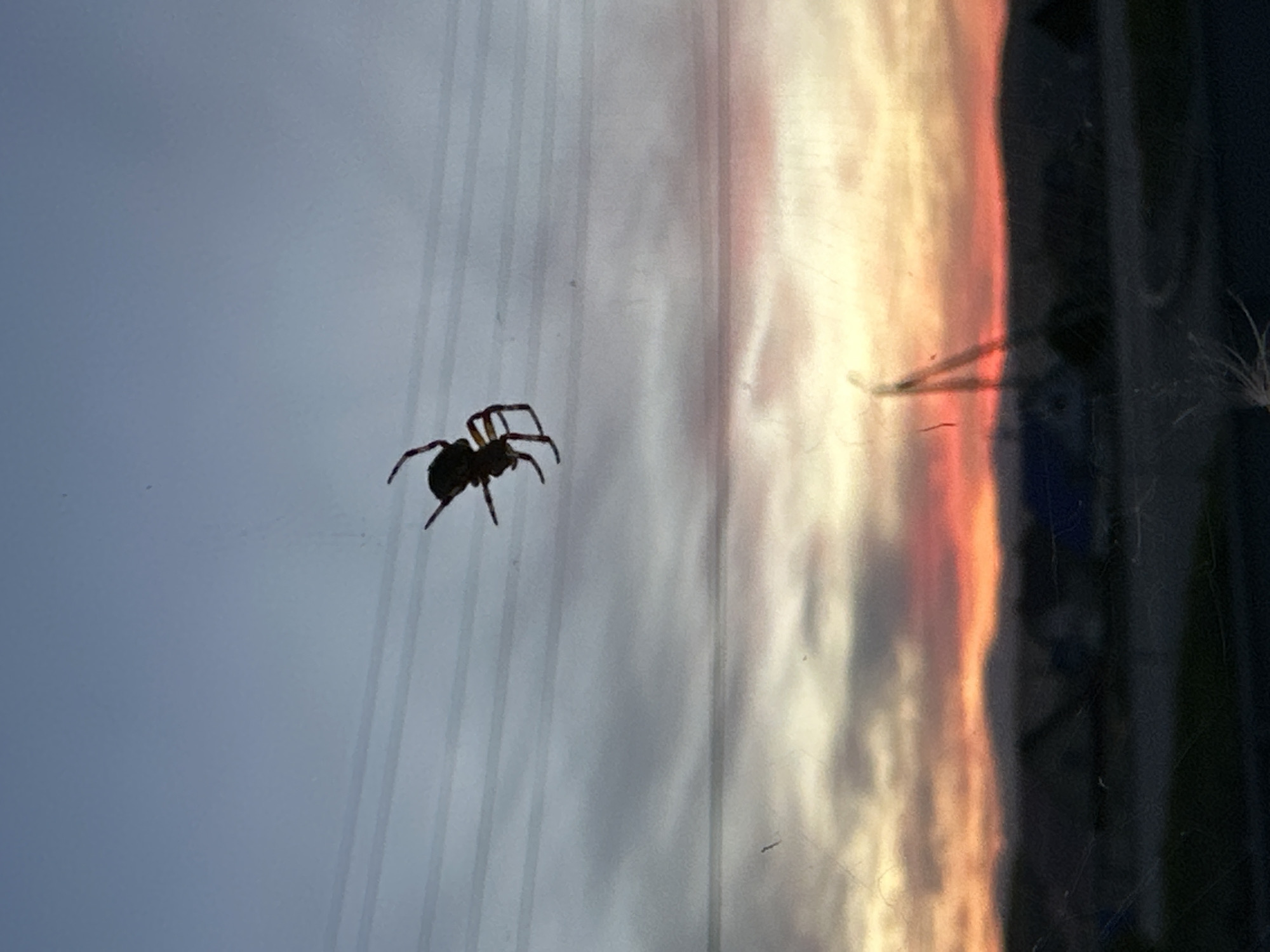 A spider clings to the inside of a window, silhouetted against a reflected sunset. The location is Unknown, Unknown.