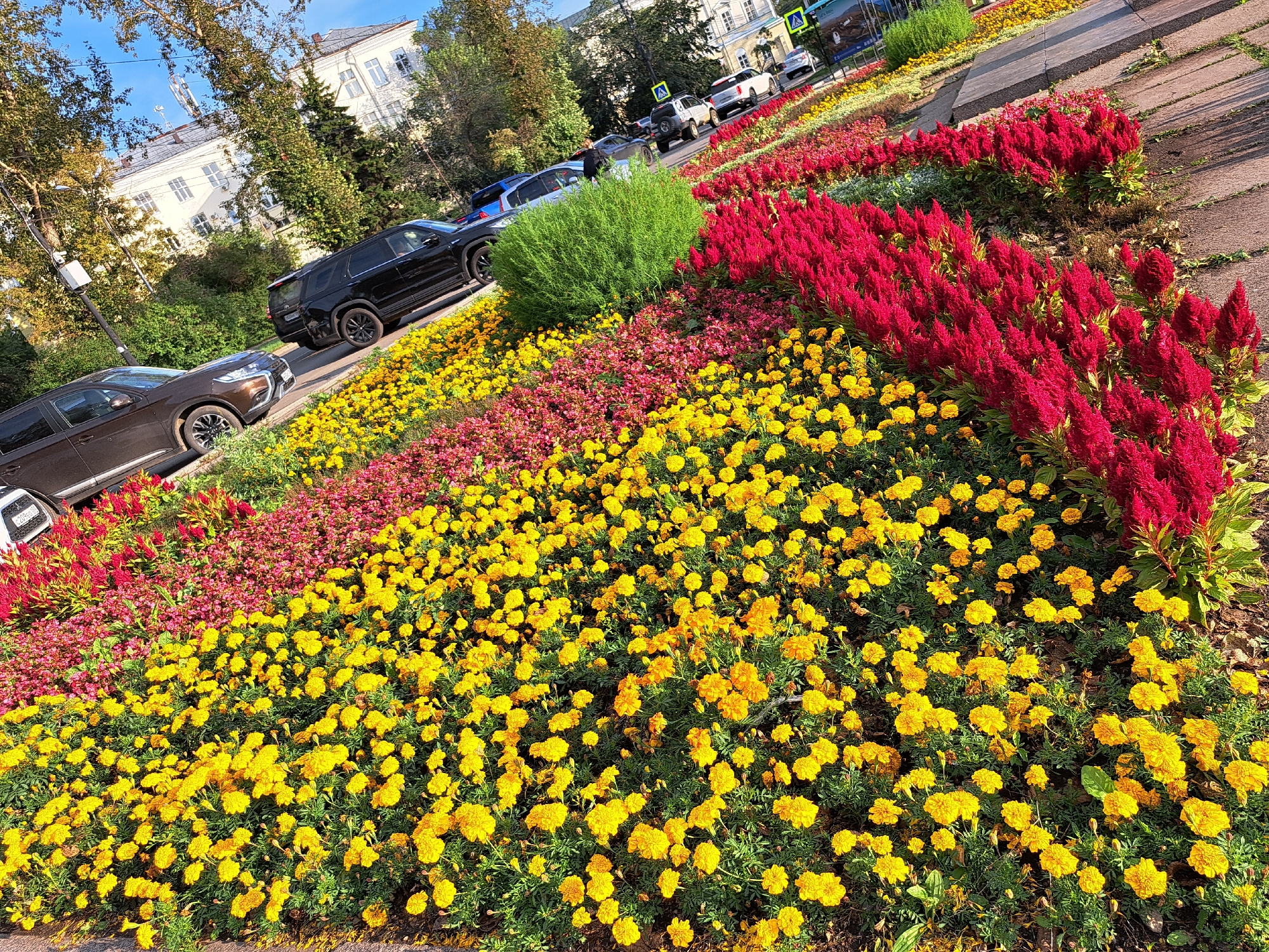 The image shows a flower bed filled with vibrant yellow and red flowers, likely in a public space in Irkutsk, Russia. Several cars are parked along the side of the street, and buildings with white facades and a classic architectural style can be seen in the background. The flowers are arranged in distinct rows of color, creating a striking visual display. The scene appears to be captured on a sunny day, with clear blue skies overhead. The overall impression is one of urban landscaping and civic beautification.