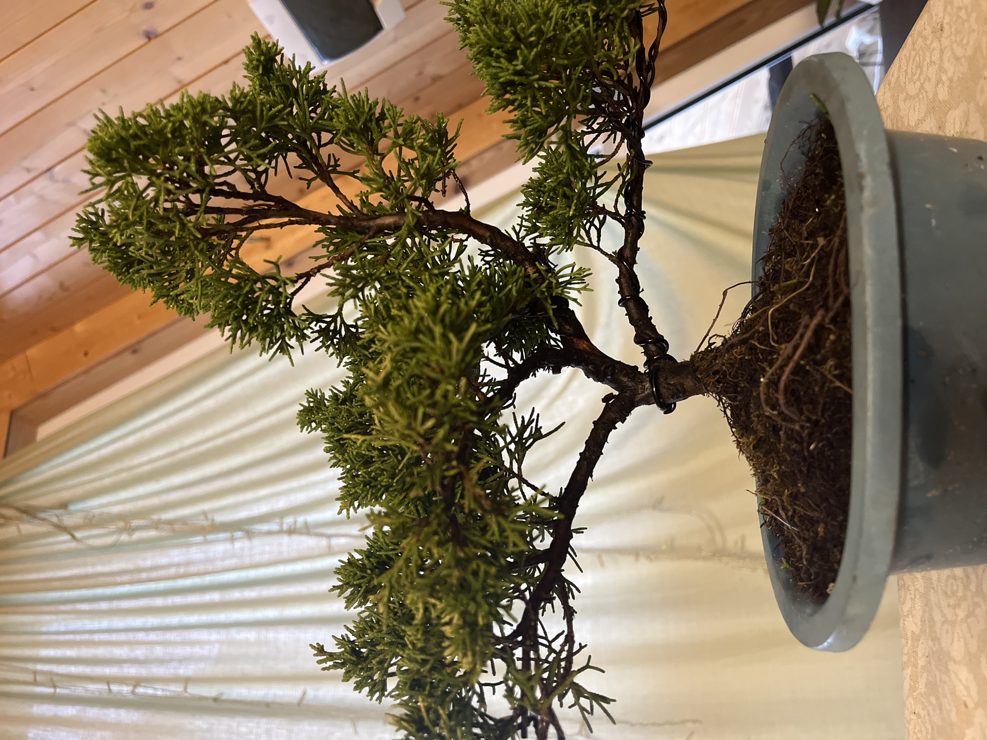 A bonsai juniper tree in a blue pot sits on a light-colored surface. The tree is green with brown branches that are wired in places. The background is a light beige curtain and a wooden wall. The scene is indoors and appears to be in a room with an angled ceiling. There is no indication of the location being in Vasilyevo, Russia.