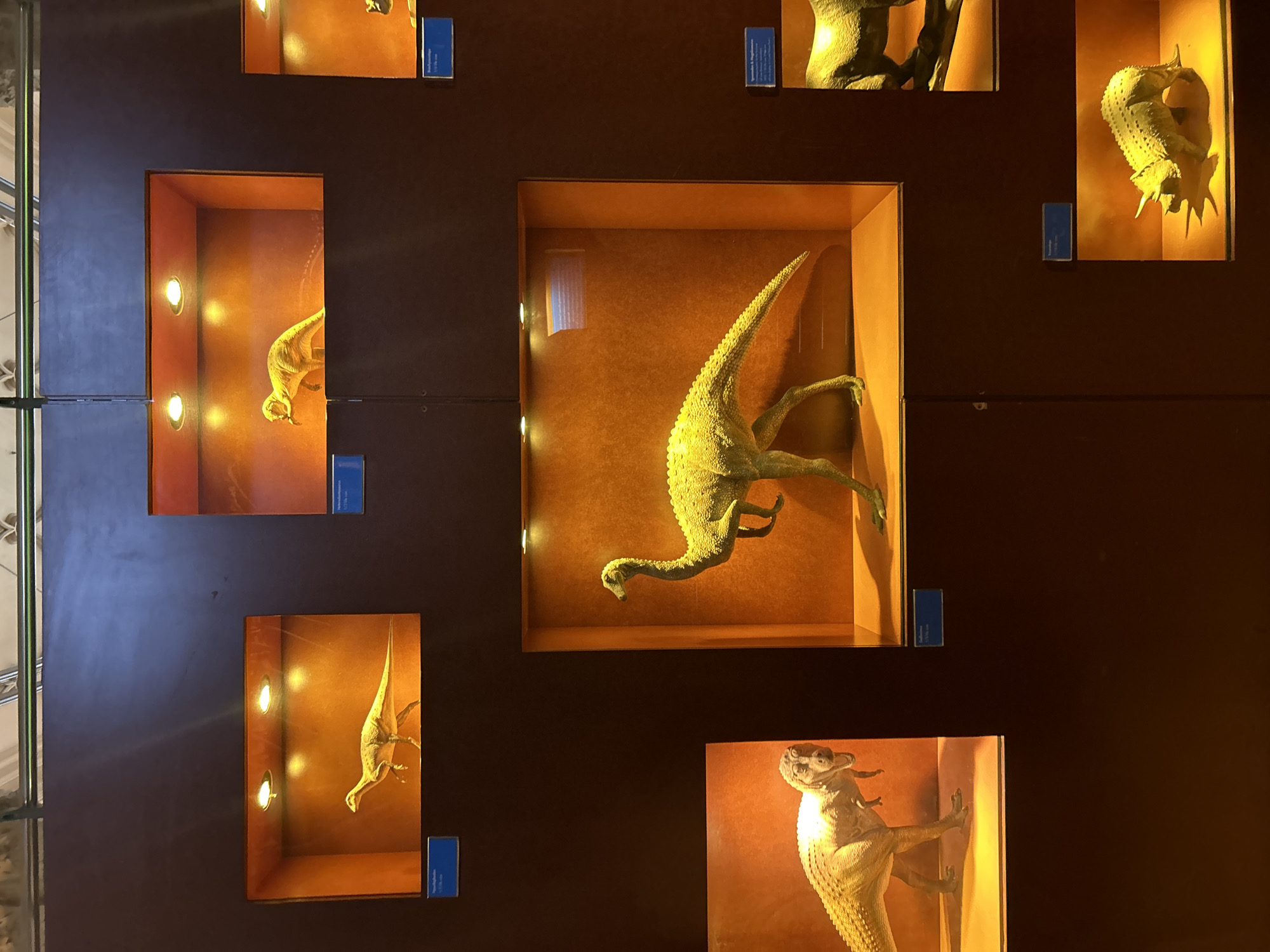 The image displays a museum exhibit featuring dinosaur models. These models are illuminated by warm lighting within individual display cases that are recessed into a dark brown wall. In the top row, there are at least three display cases, each containing a dinosaur model. The leftmost case shows a slender, bipedal dinosaur in profile, with its head down. The middle case exhibits a similar bipedal dinosaur, also in profile, with its head turned and mouth open. The rightmost case, only partially visible, shows a portion of another dinosaur model.
In the middle row, a large, bipedal dinosaur model is prominently displayed in a central, larger case. This dinosaur has a long neck and tail, and its textured skin is visible.
In the bottom row, on the left, a model of a Tyrannosaurus Rex is shown from the chest up, with its head turned towards the viewer. To the right of this, another partially visible dinosaur model is displayed in a case. Further to the right and lower, a Triceratops model is showcased in a display case, facing left with its head down.
Blue informational plaques are visible in front of some of the display cases, suggesting this is an educational exhibit. The overall impression is of a well-lit, organized display of dinosaur replicas within a museum setting. The presence of exhibit cases and informational signage suggests this scene is likely from the Natural History Museum in London, United Kingdom, known for its extensive dinosaur fossil and model collections.